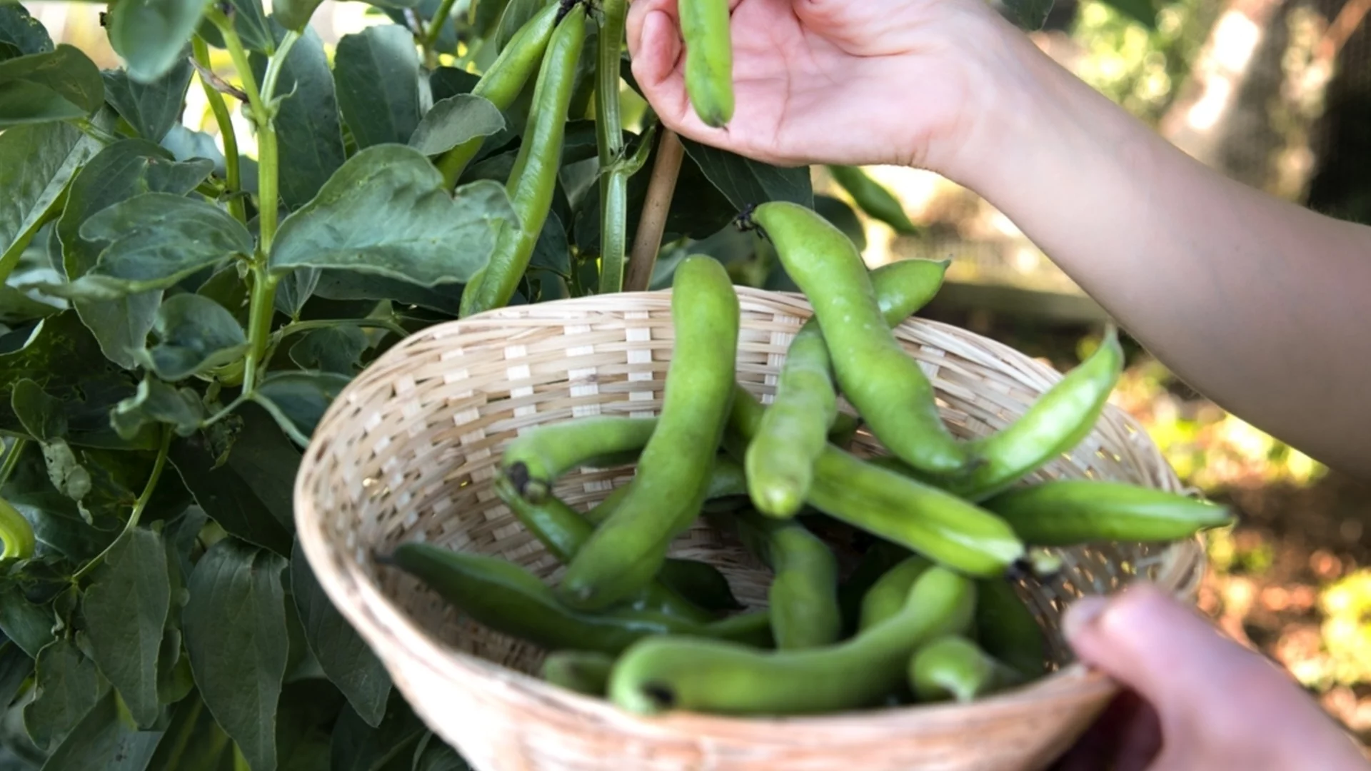 Как да засадите и отглеждате боб в градината на края на зимата