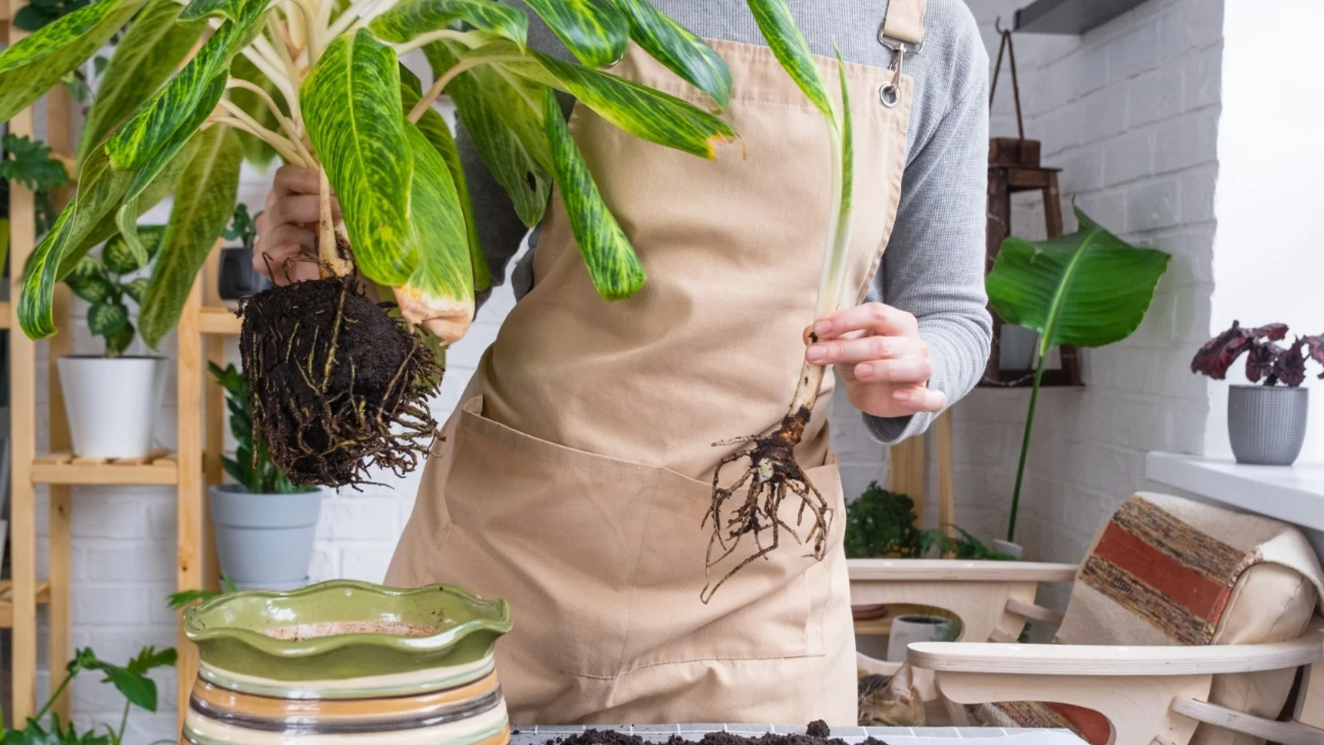 Колко често трябва да сменяте почвата на стайните си растения?