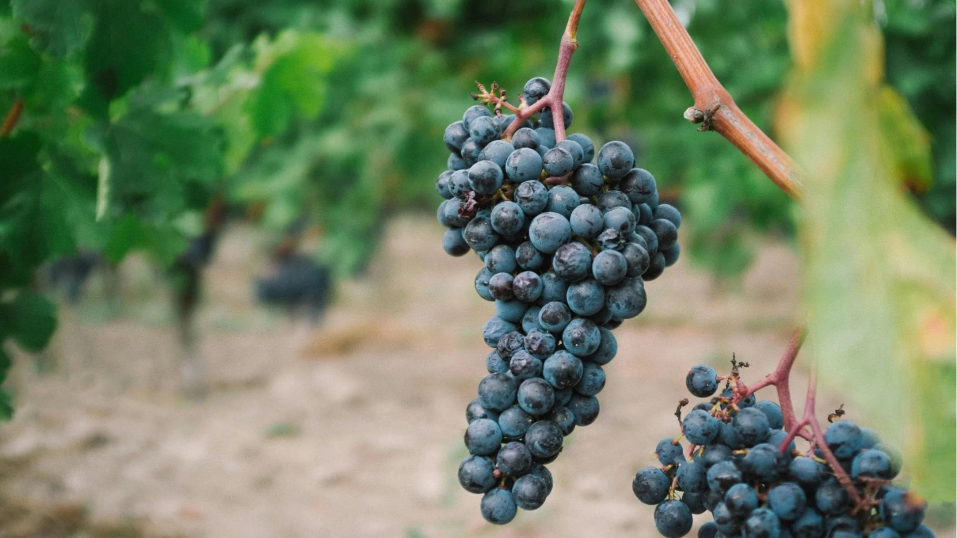 Опасна болест застрашава лозята, искат спешни мерки от агроминистерството