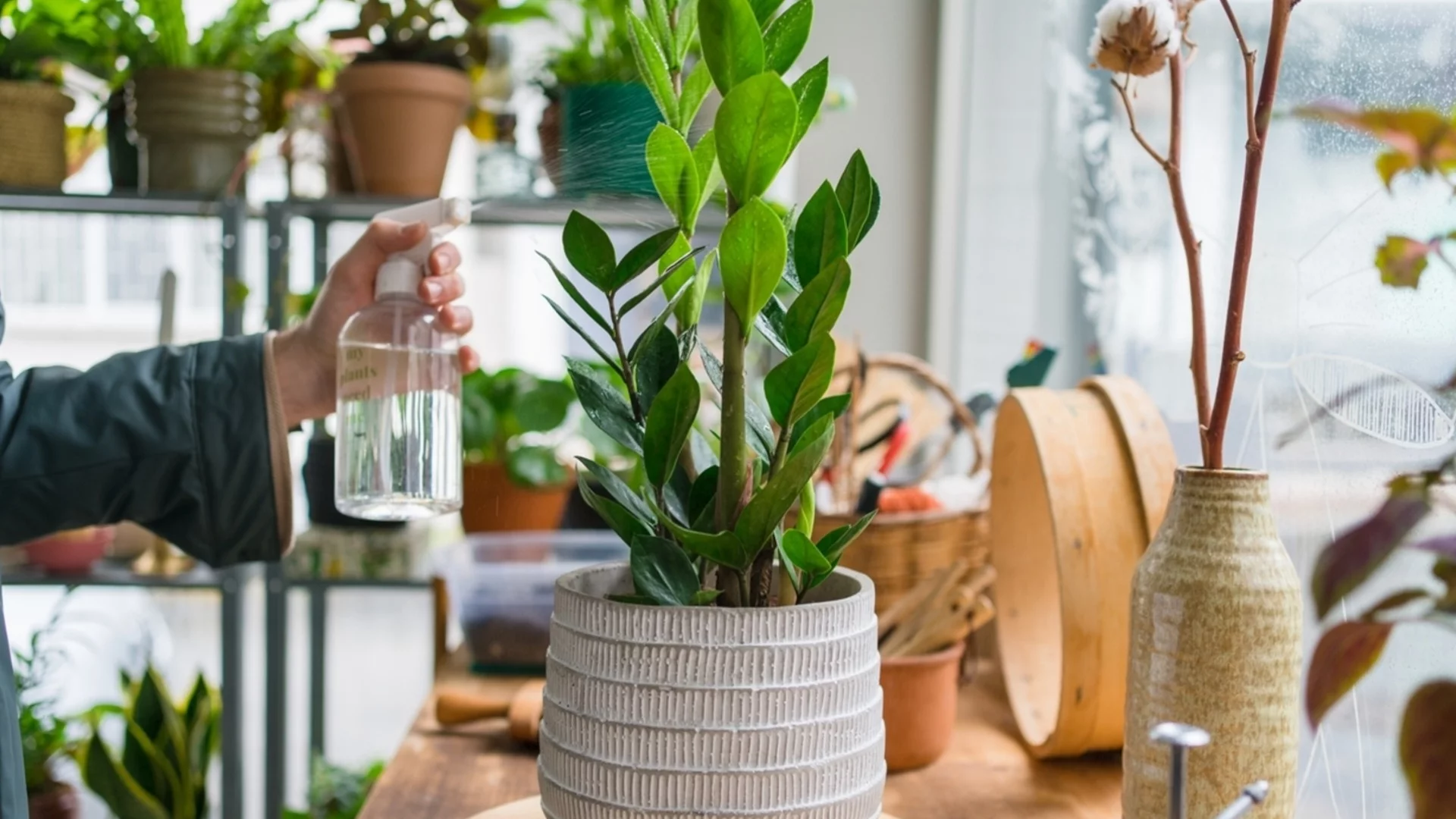 Топ 5 на най-лошите места в дома ви за стайните растения