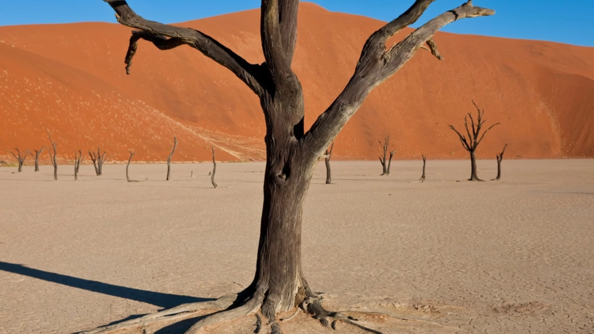 Учени откриха начин да "съживят" пустинята