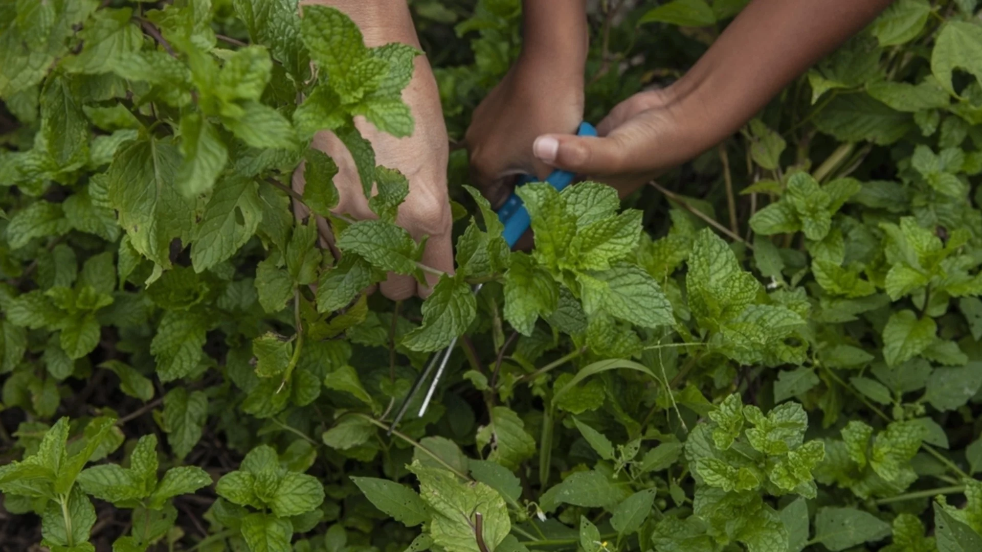 Само така е безопасно да засадите мента в градината си