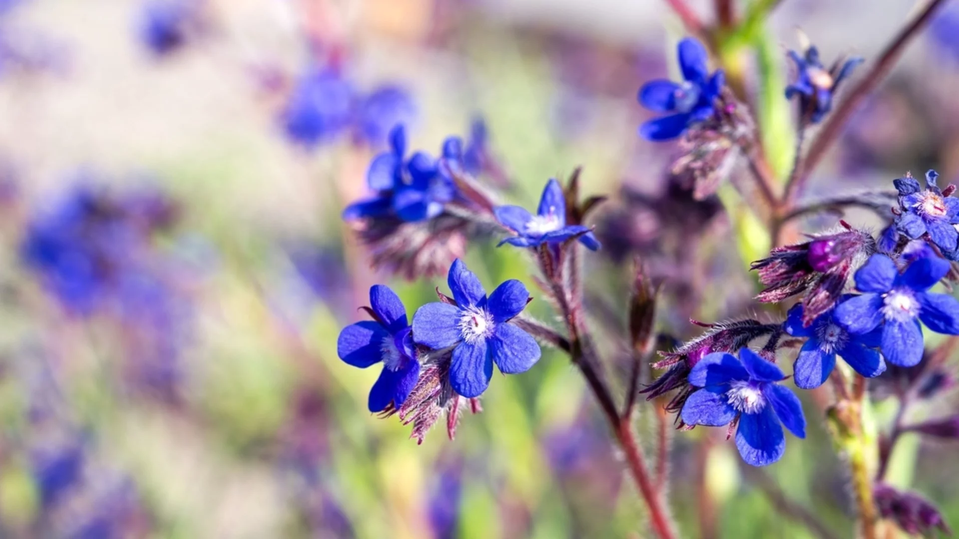 Засадете тези семена на закрито през февруари за ярки, скъпоценни цветове във вашата лятна градина  