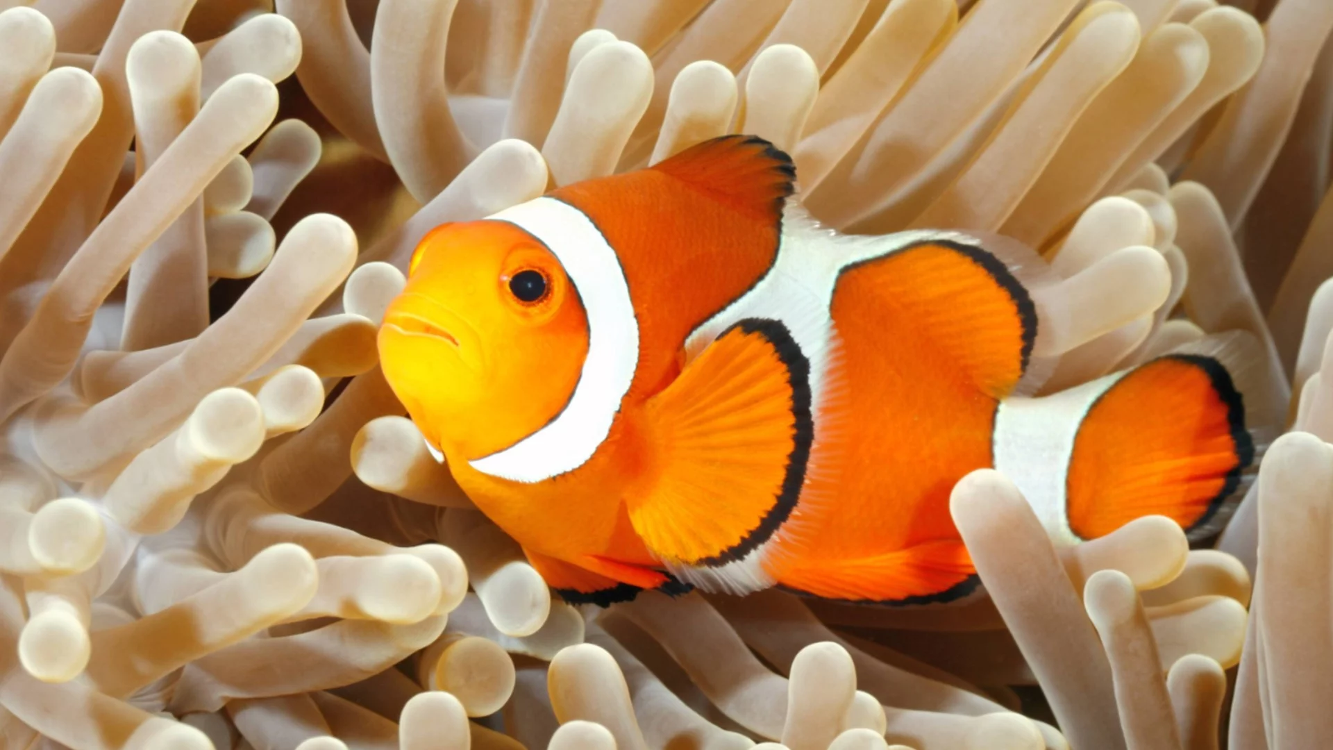 Тази риба може да сменя пола си: Биолог разкри защо го прави