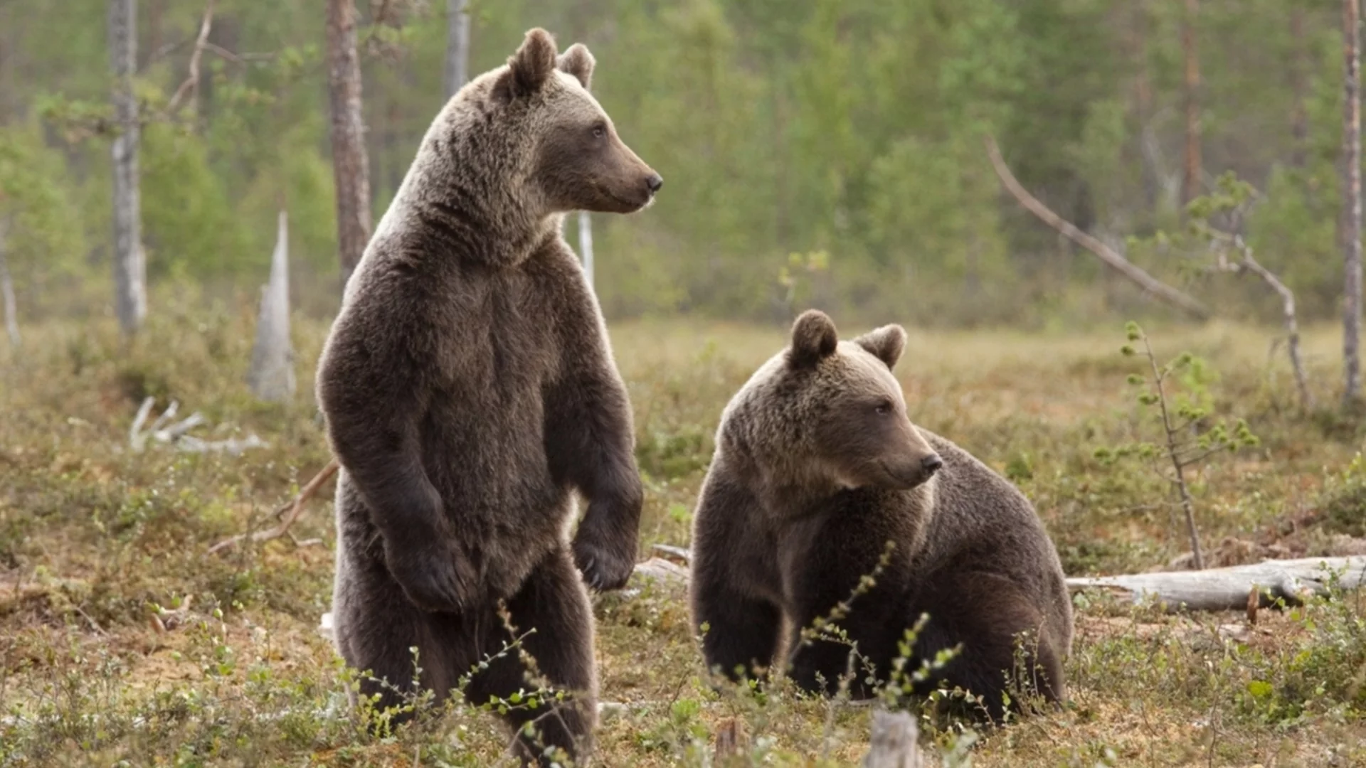 Парк за мечки Белица посрещна новите си обитатели от Аржентина (ВИДЕО+СНИМКИ)