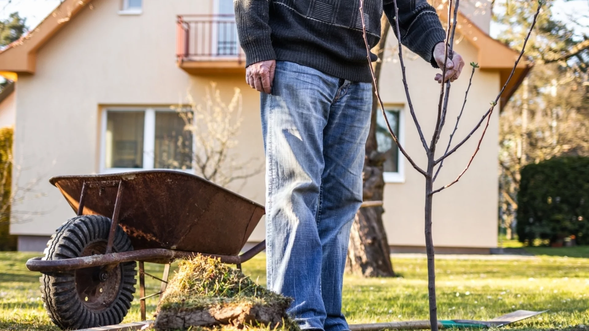 Сигурен начин да проверите състоянието на дърветата преди пролетта