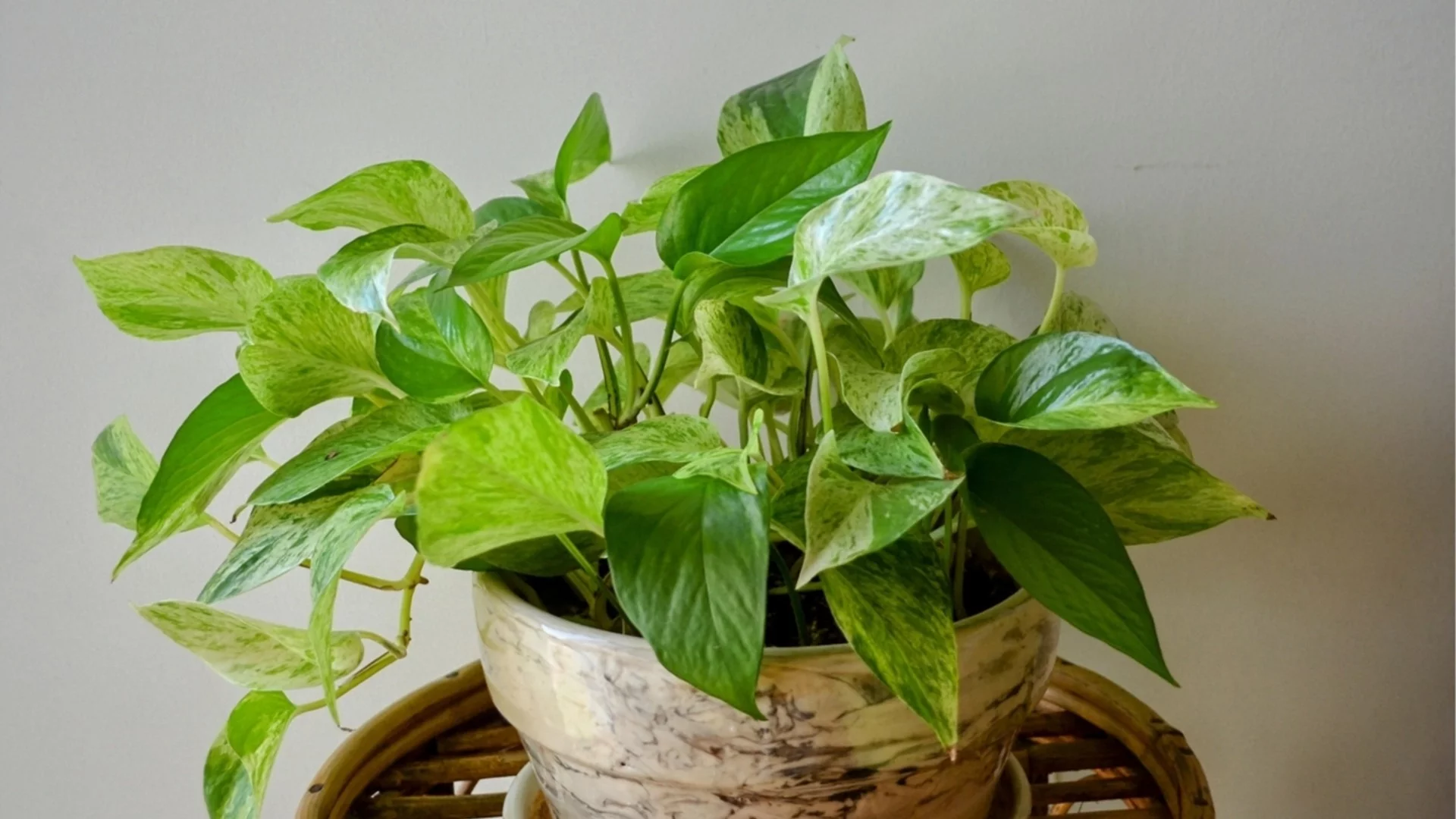 Трикове, с които потоса ви ще процъфтява