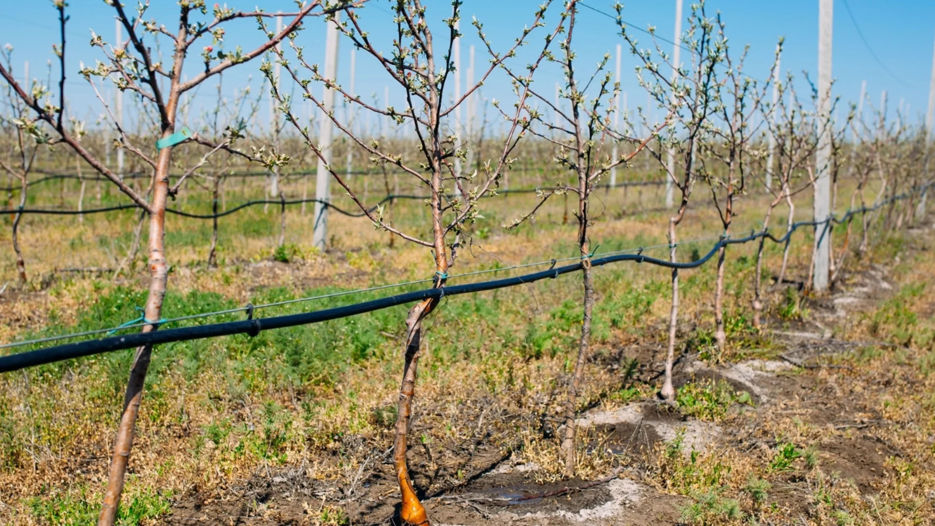 Какво и как да засаждате под овощните дървета? Тези растения не само защитават, но и увеличават реколтата