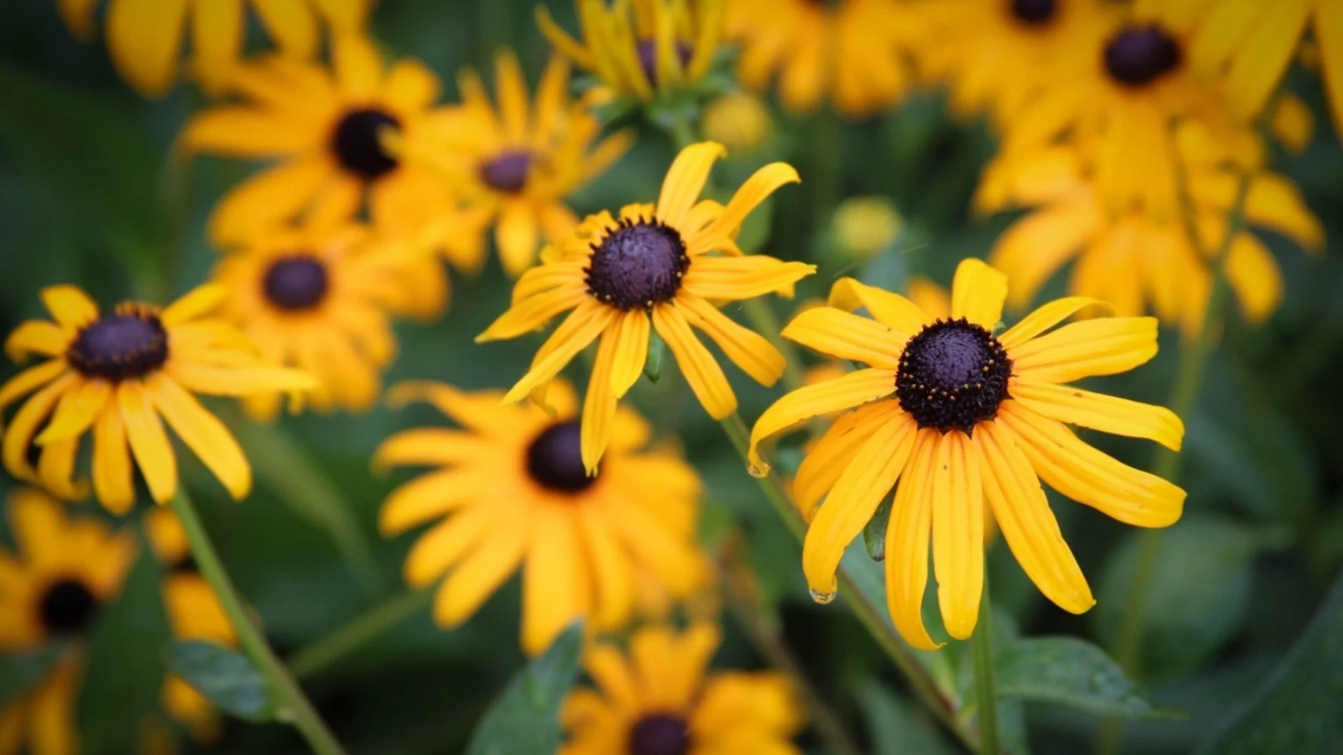 Засадете тези 7 растения през март и ще се радвате на приказна градина цяло лято