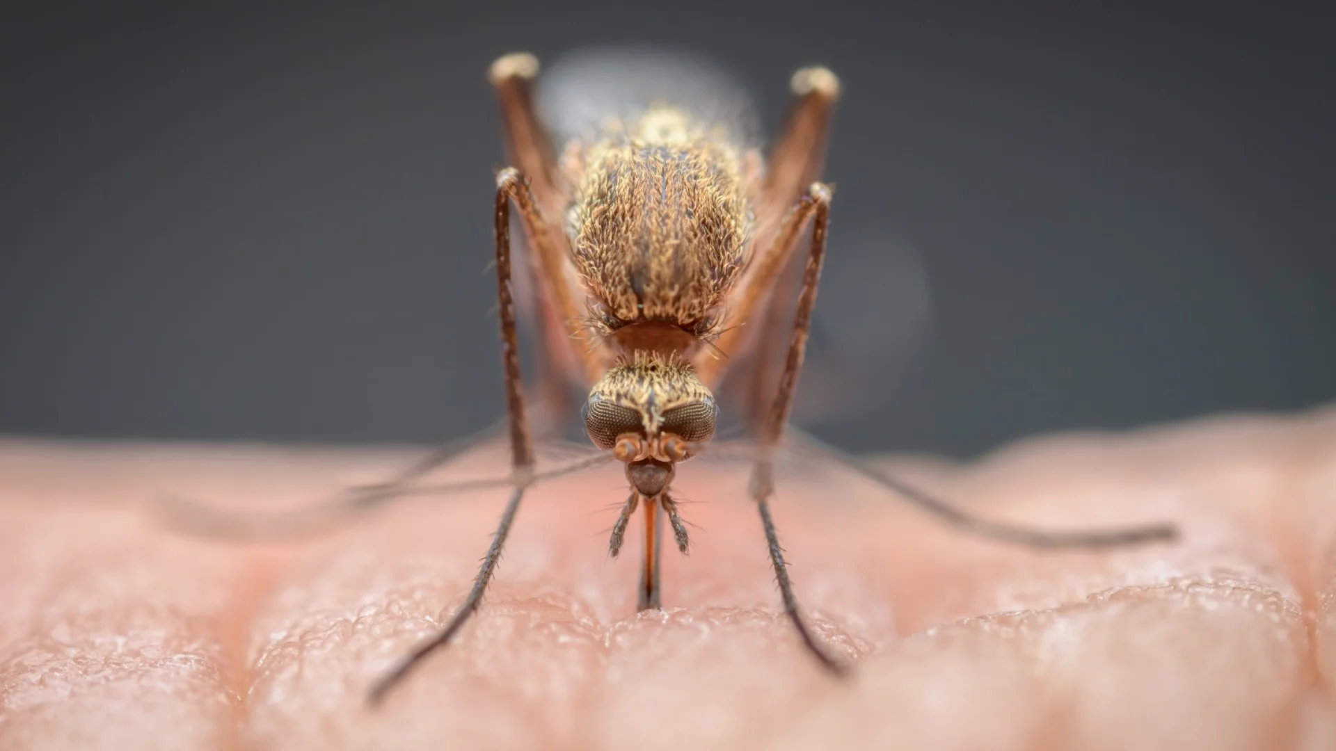 Вместо "комари-убийци" - "комари-разузнавачи": Руска лъжа почва да става реалност (ВИДЕО)