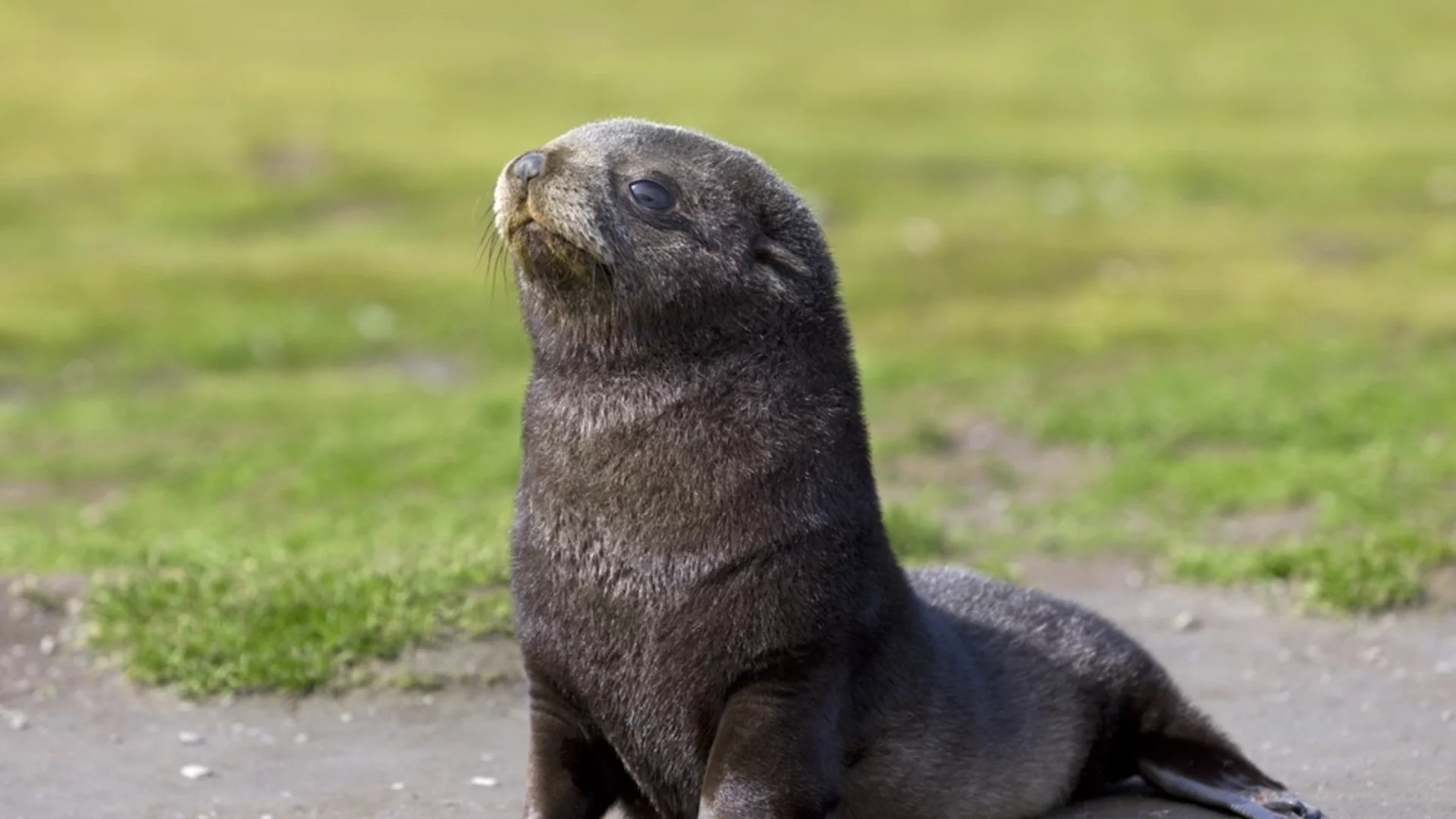 Тюлен на пътя слиса шофьорите в Гърция (СНИМКА) 
