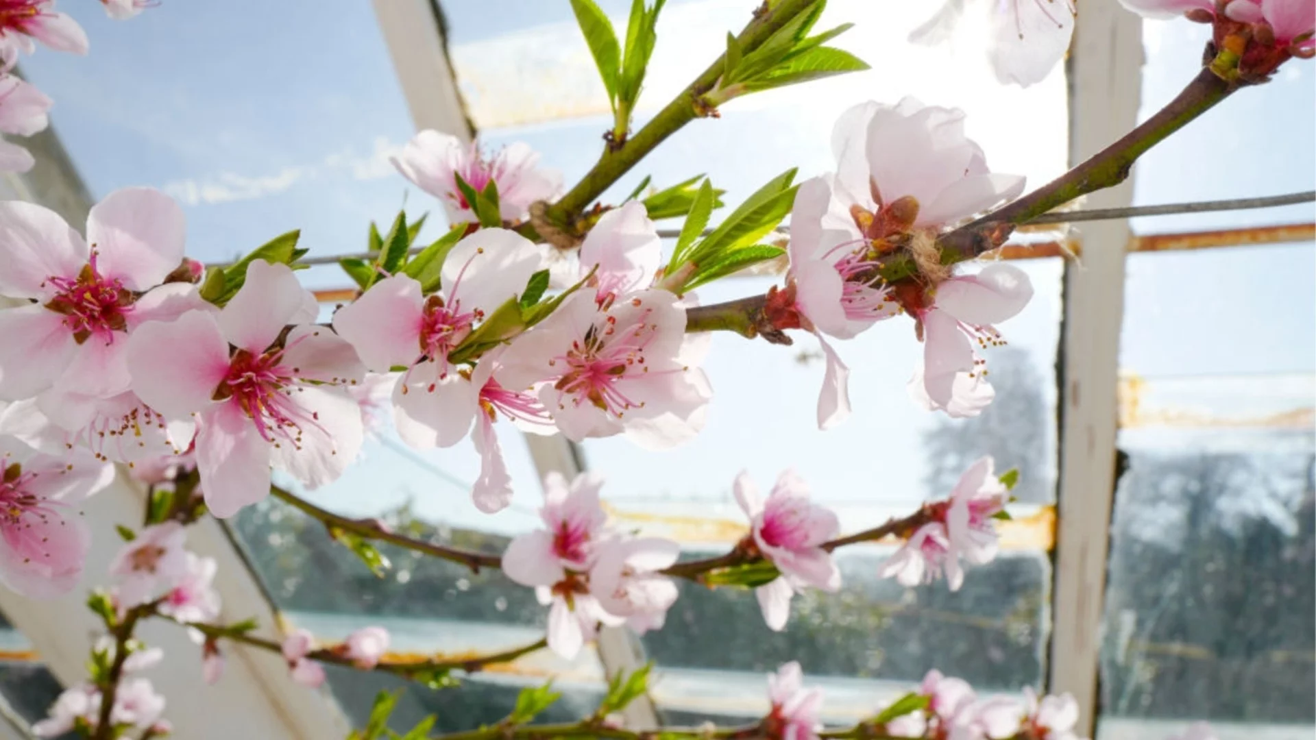 Сутрин – хладно, на обяд – топло: Проф. Рачев разкри с какво време посрещаме женския месец