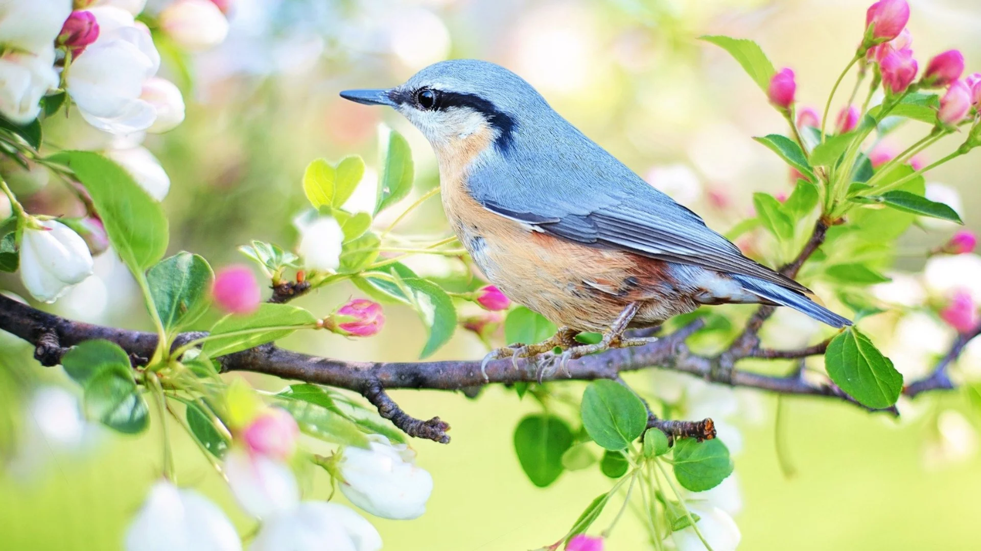 2-8 март: Птичето на късмета ще дойде при 4 зодии през новата седмица