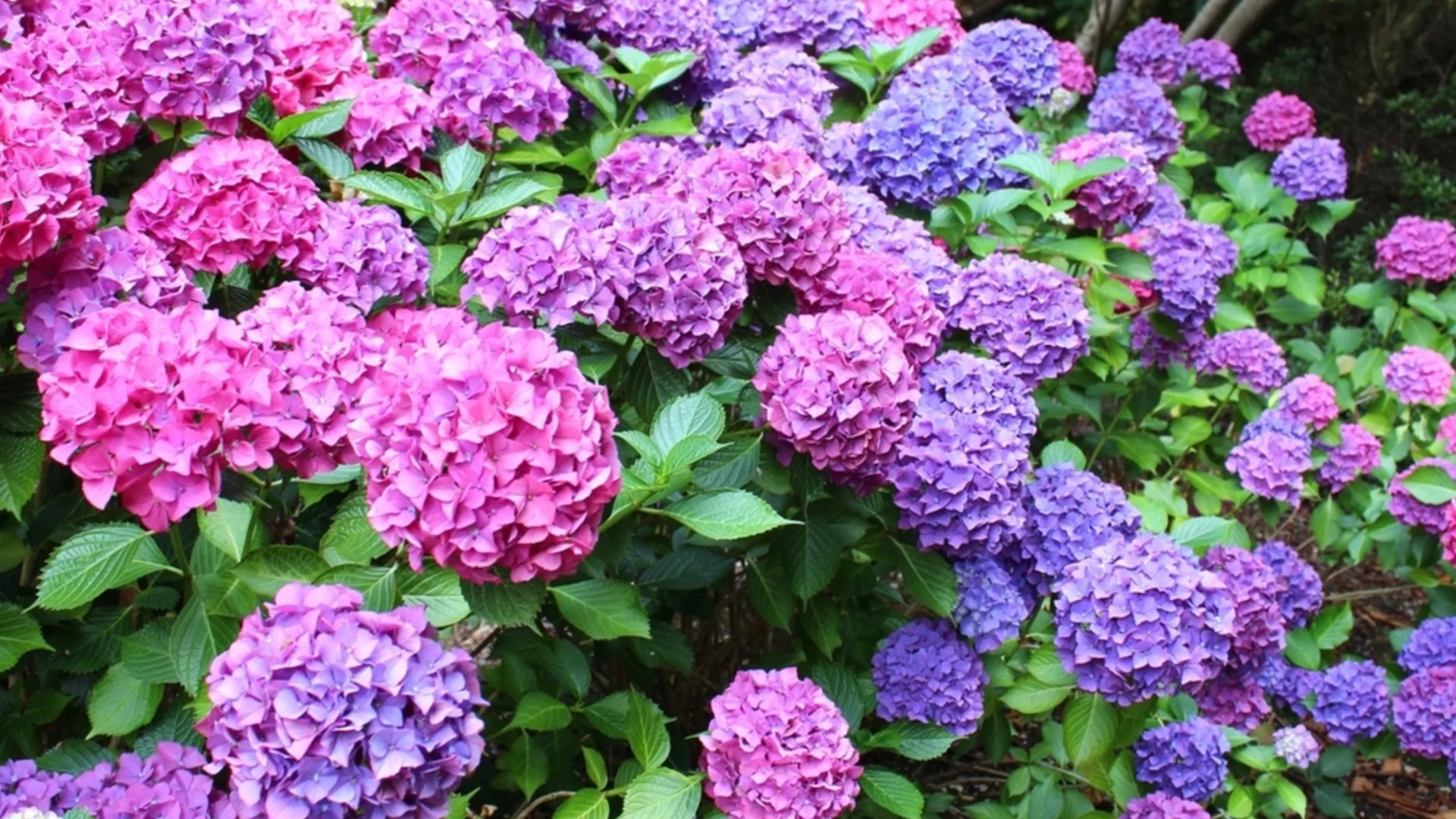 Лилавите хортензии имат красиво тайно значение, когато са засадени в градината ви