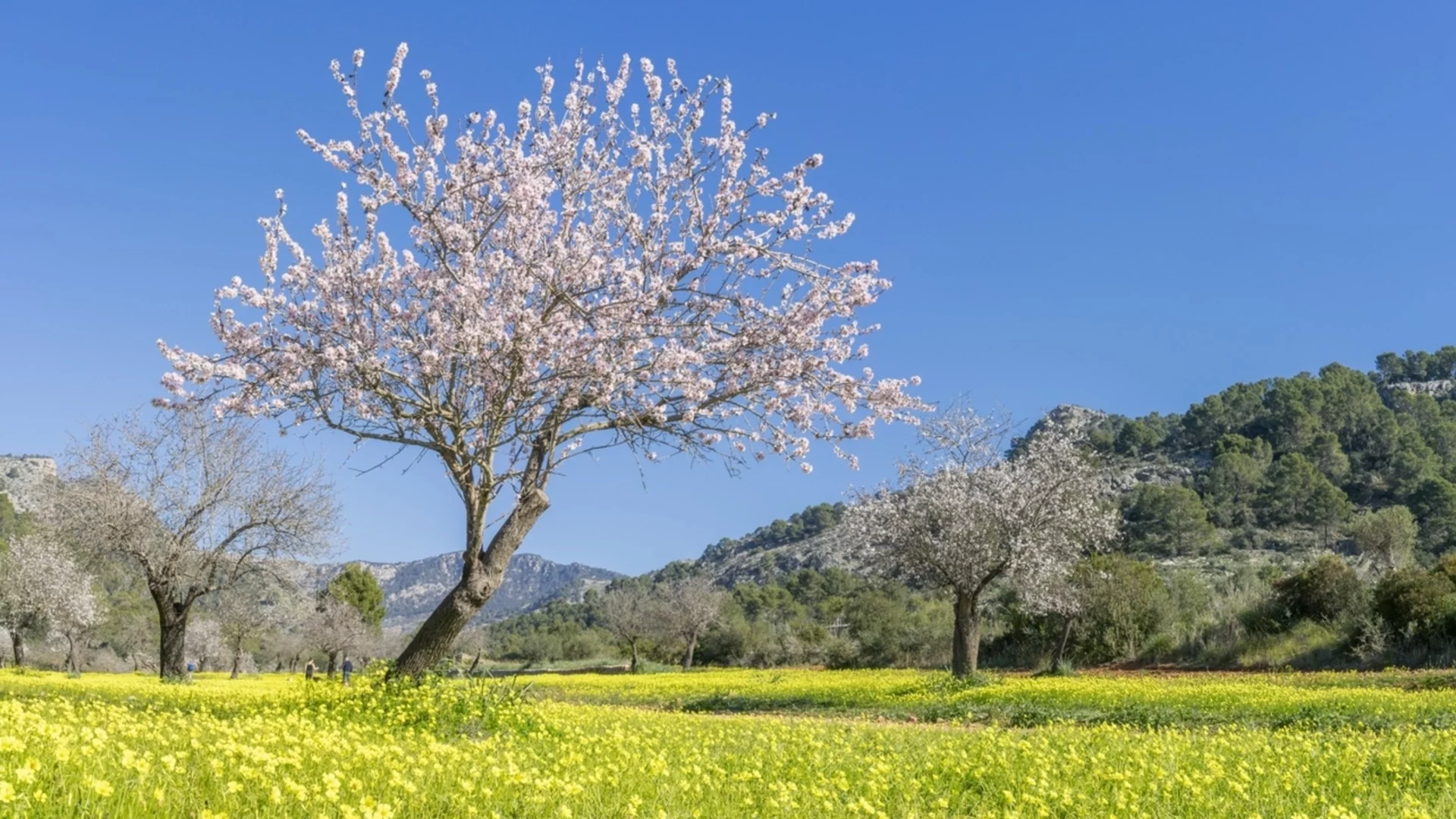 Усещане за пролет: Николай Василковски разкри какво ни готви Баба Марта