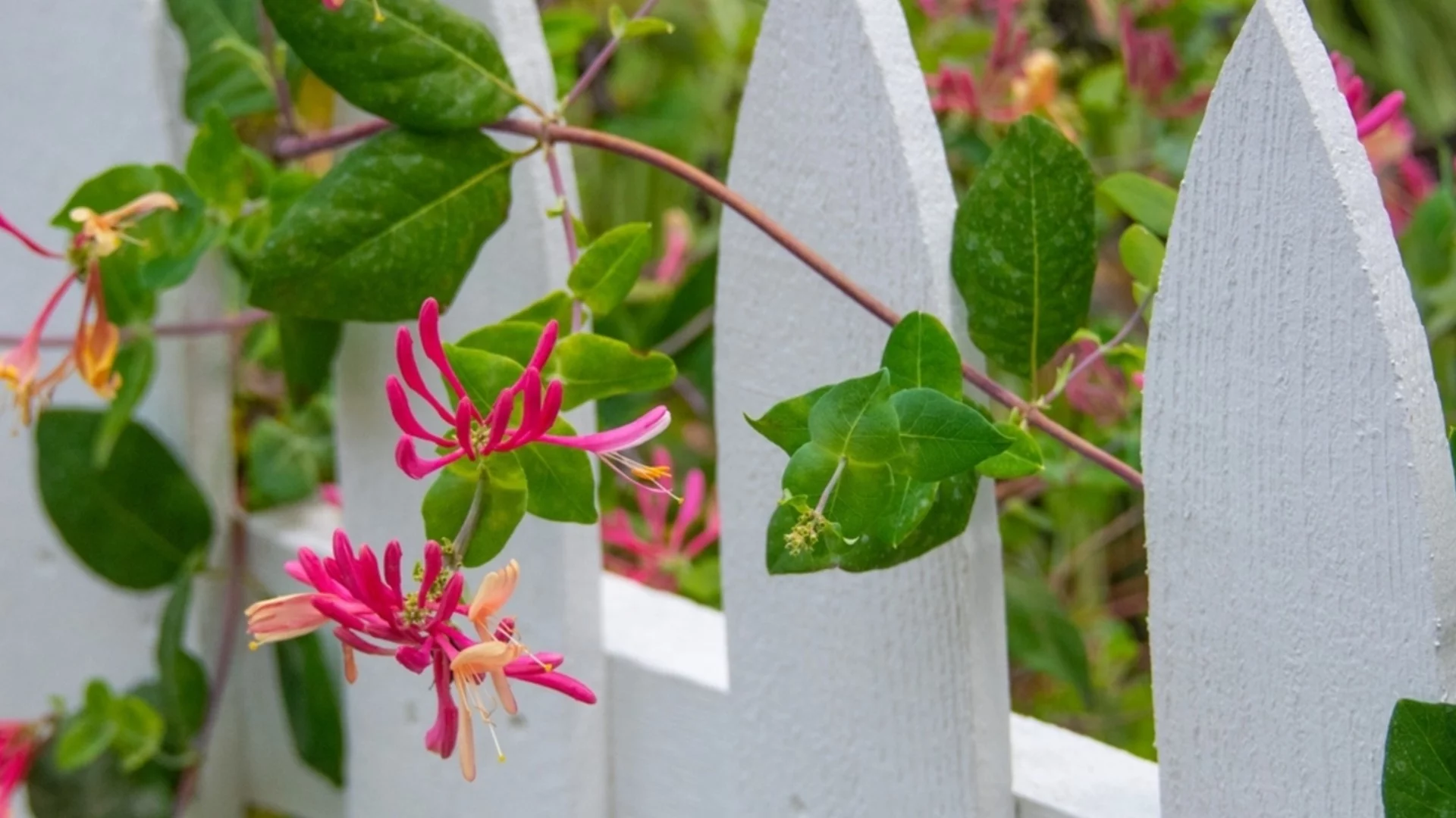 Расте по-бързо от плевел и ухае на фин парфюм: Едно от най-красивите увивни растения