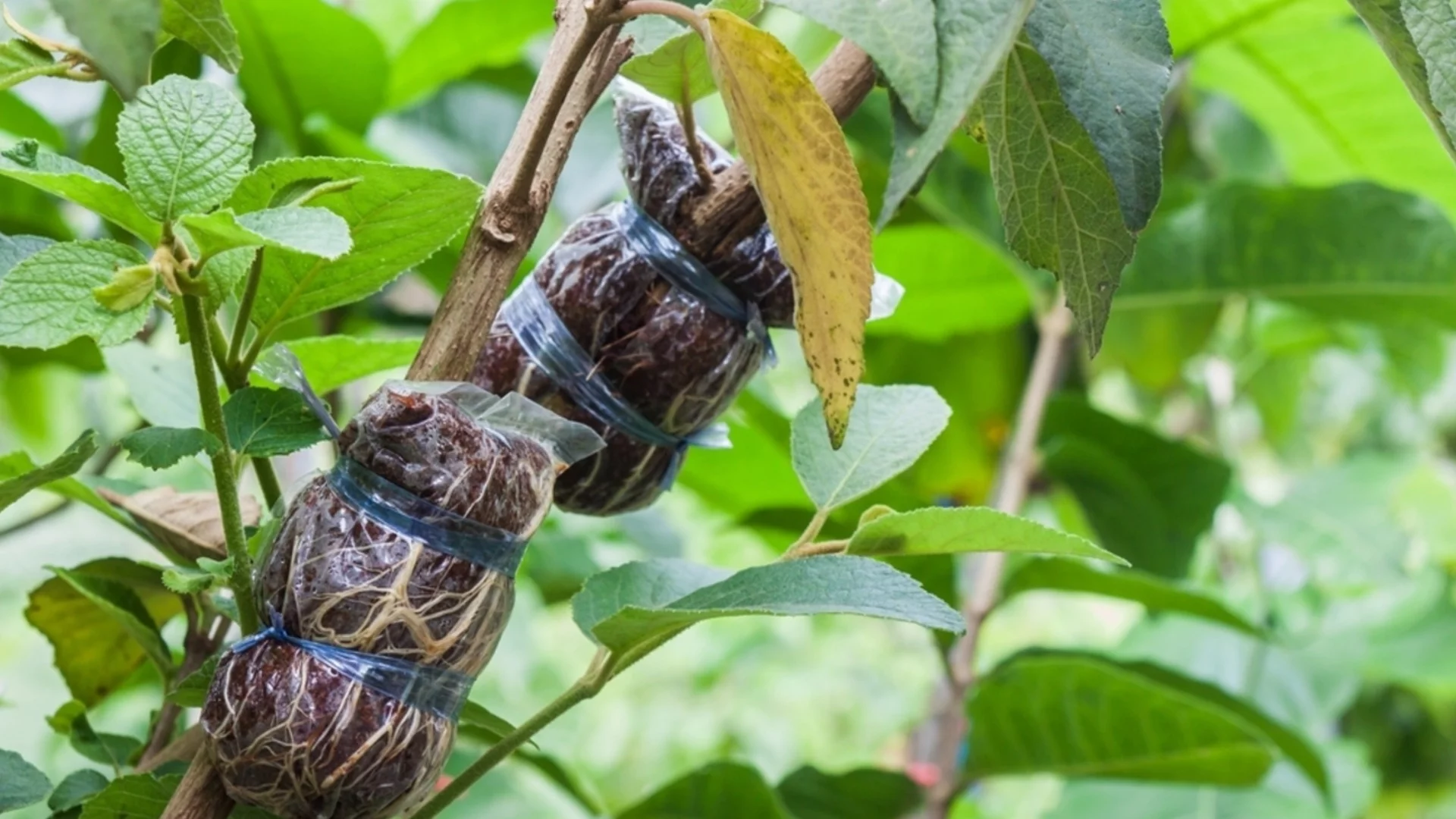 Присаждане на овощни дървета: Как да присадим ябълкови и крушови дървета към издънка?
