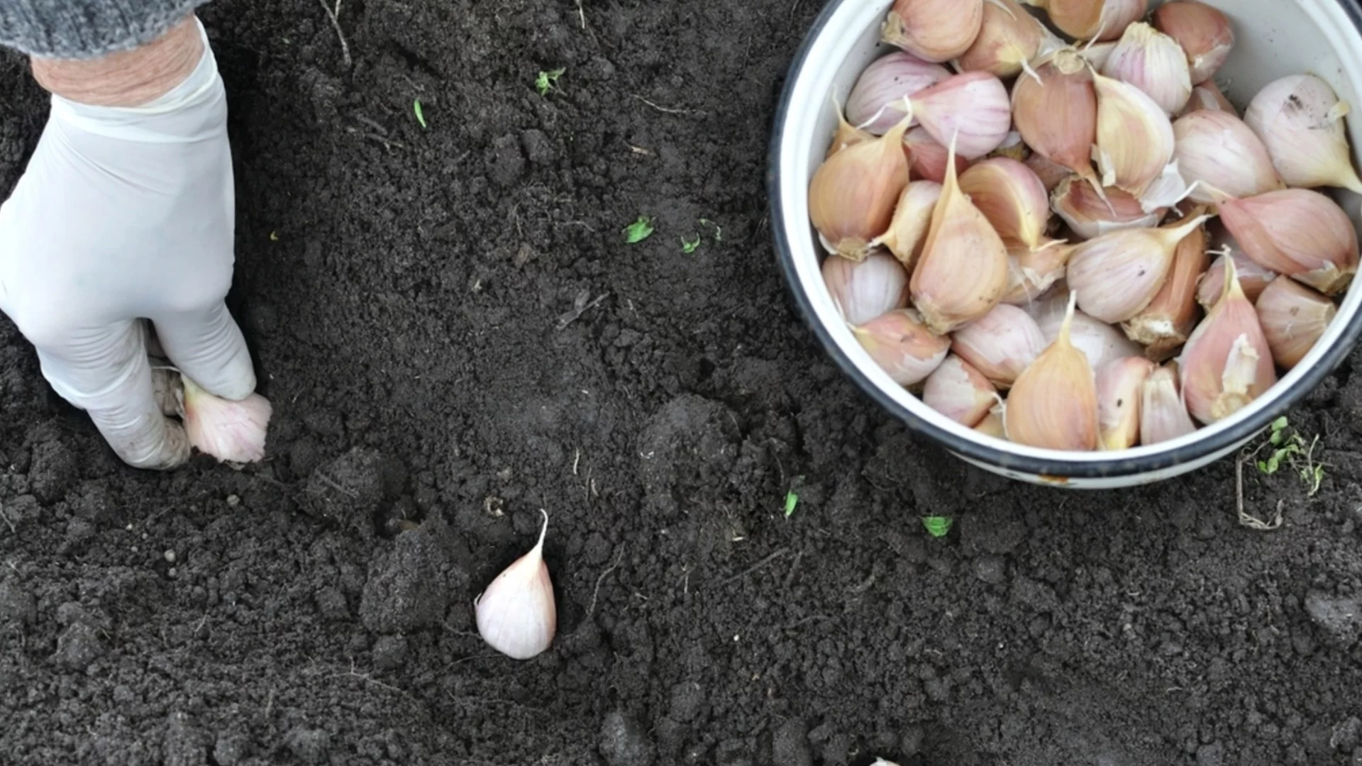 Пролетен чесън: Кога се сее и най-важните правила за сеитба през пролетта