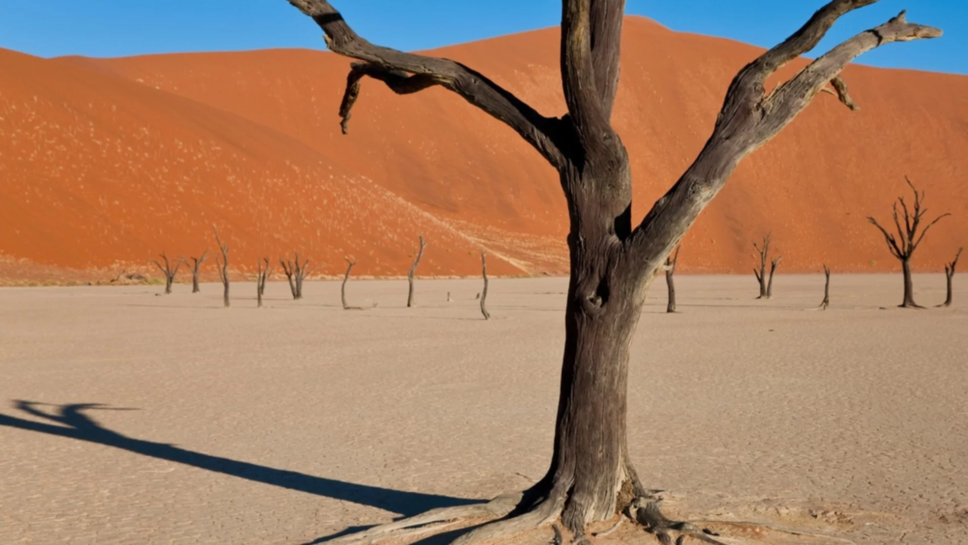 Учени откриха пустинни животни, които не стареят