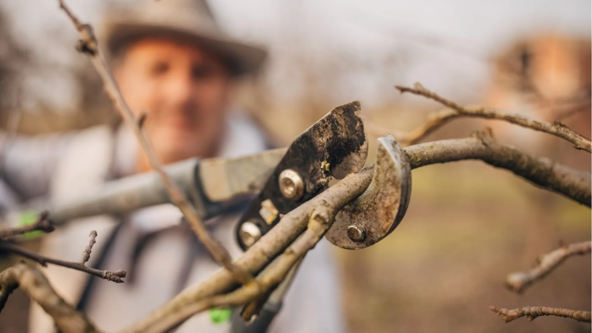 Подрежете ги СЕГА, или ще съжалявате цяла година