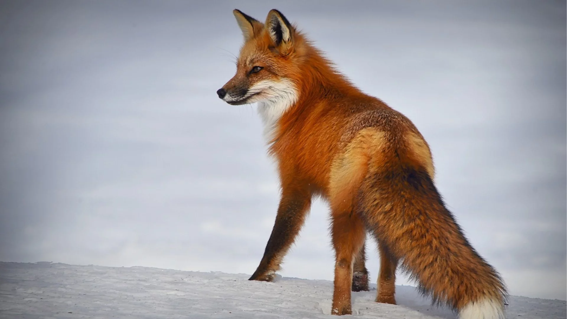 Прогноза за времето - 5 март 2026 г. (четвъртък)