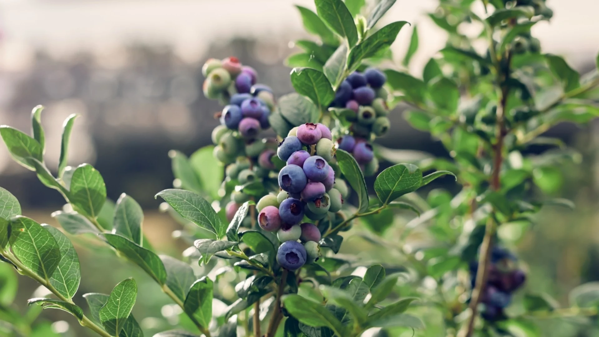 Подрязване на боровинки в началото на пролетта: Как да го направите, за да имате повече плодове?