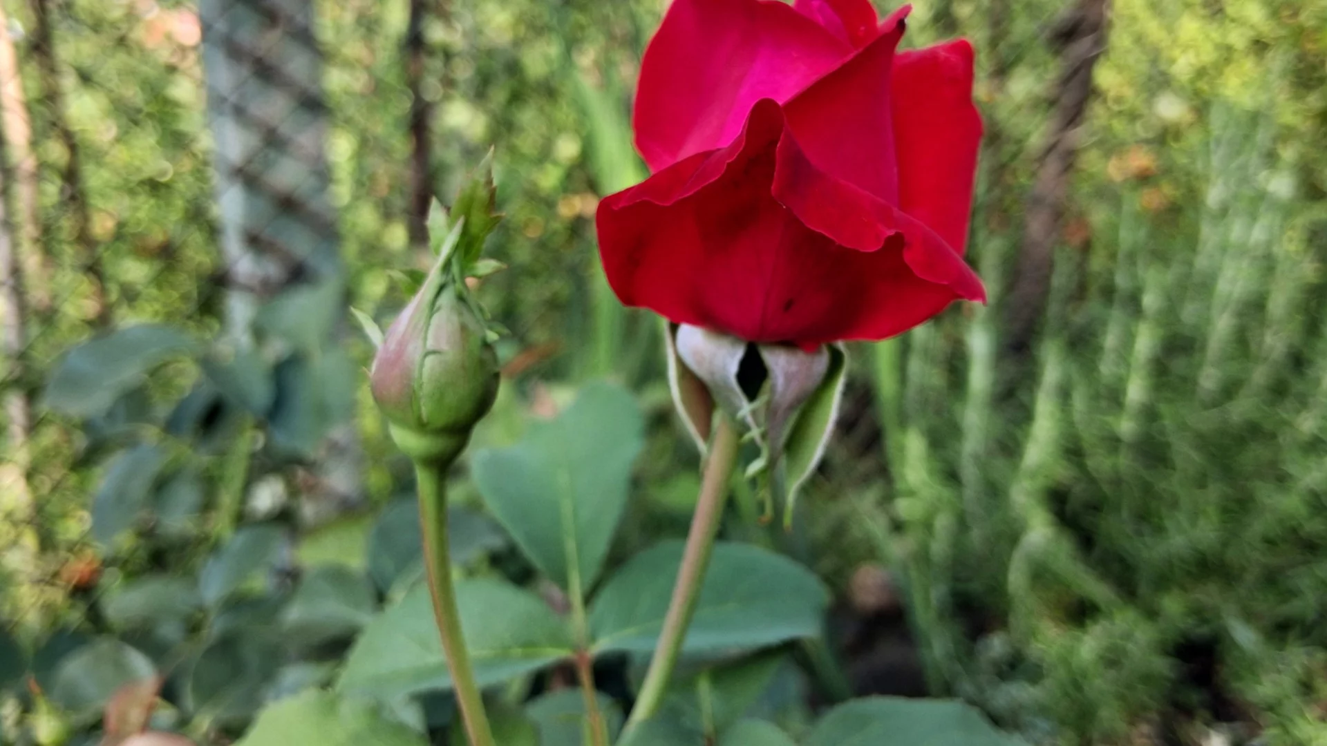 Как да съживим розите след зимата?