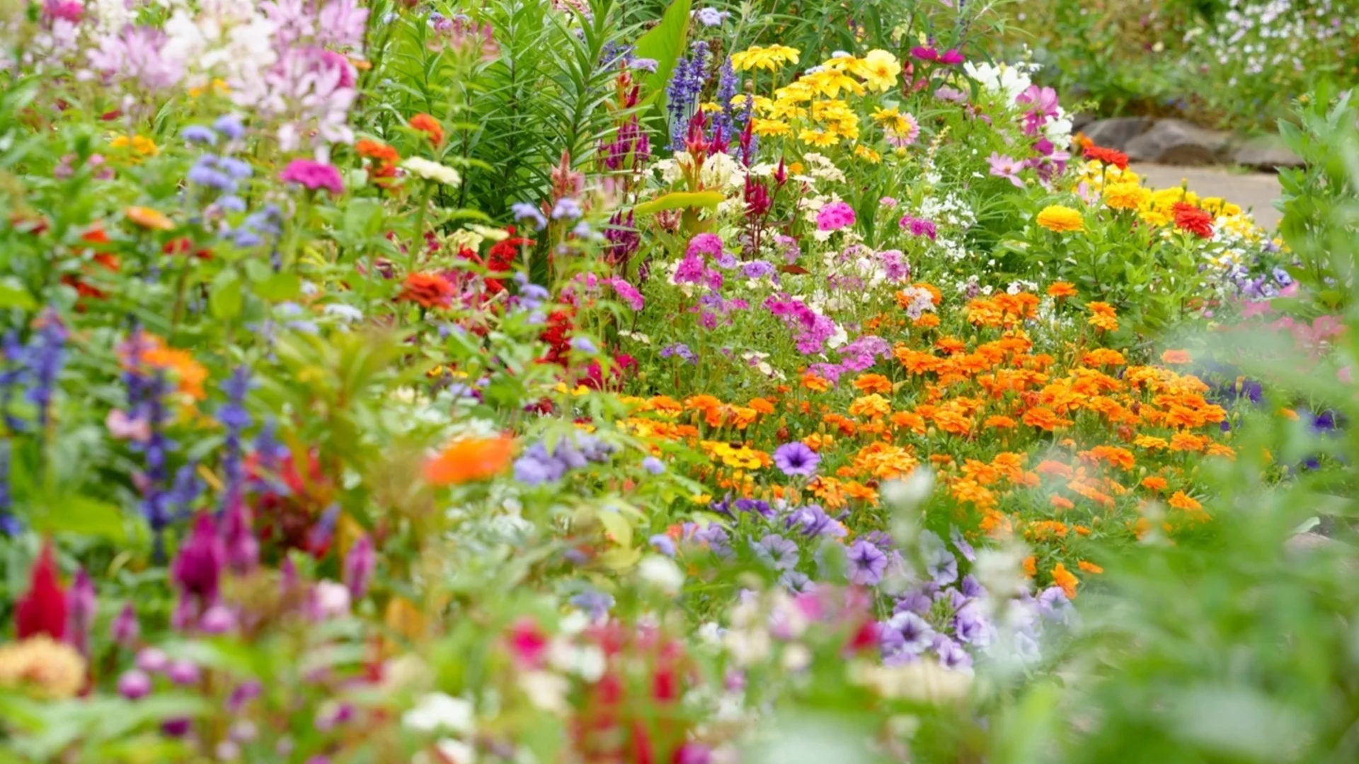 Засейте ги през март и ще имате градина като от списание това лято