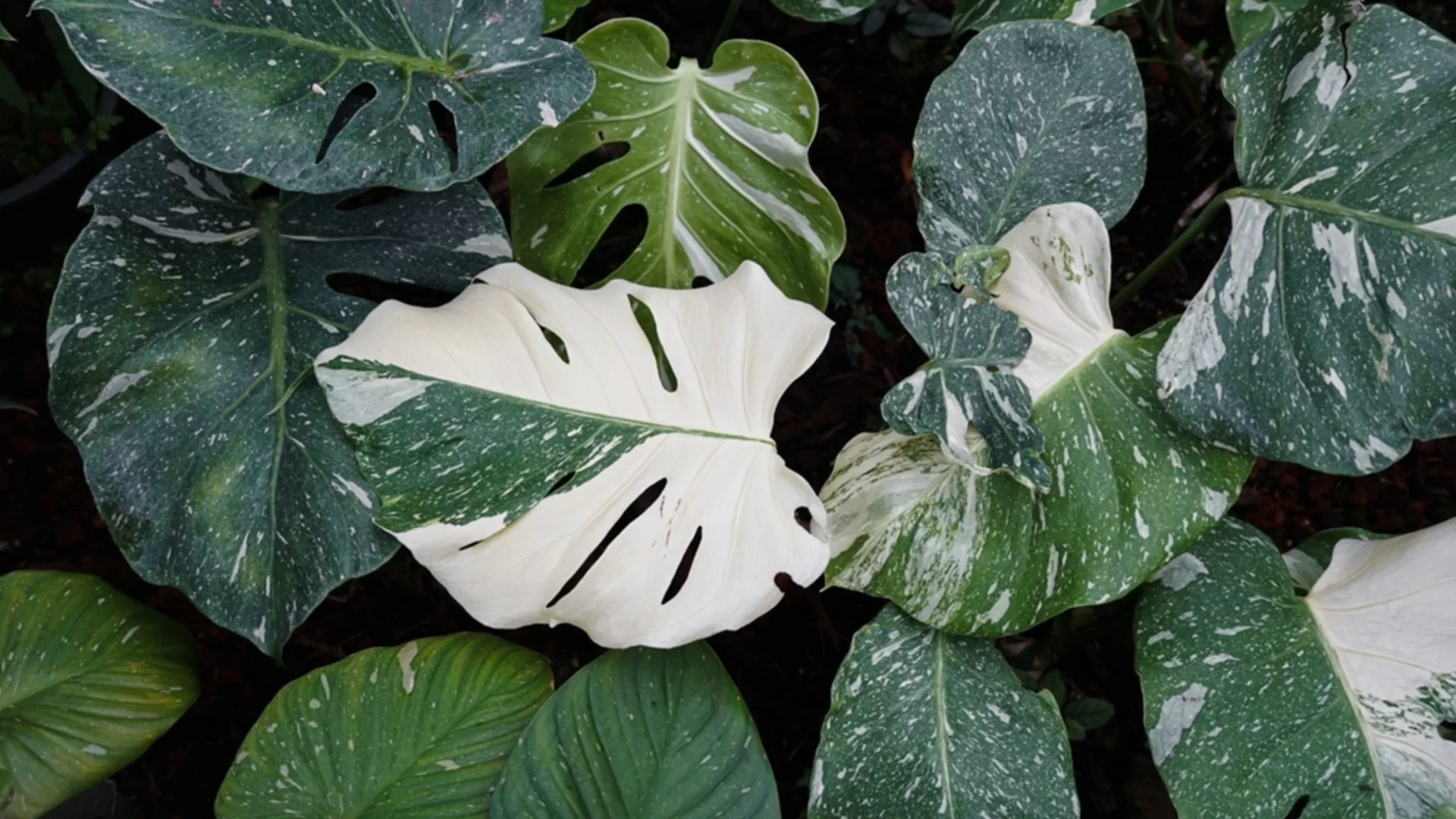 Албинизъм при растенията: Всичко, което трябва да знаете за това рядко явление  