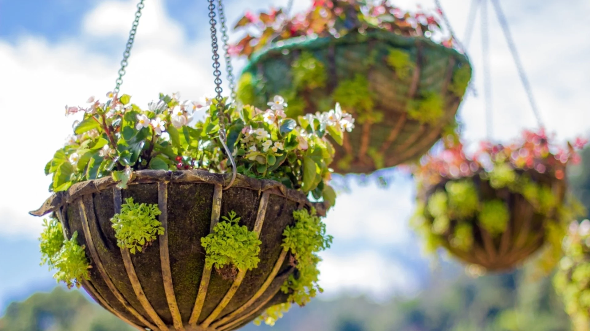 Най-добрата почва за процъфтяващи висящи кошници за предотвратяване на кореново гниене 