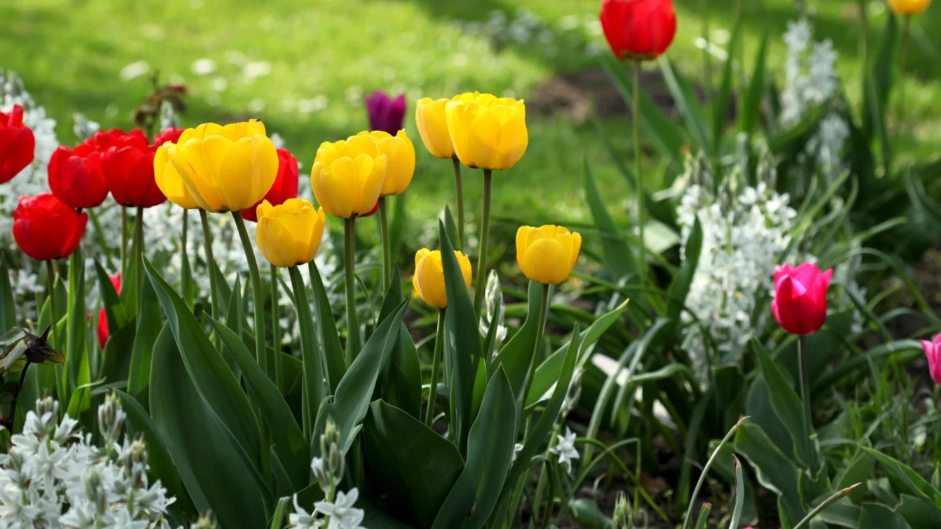 Торене на лалета преди сезона: Ето кои сортове имат нужда и с какво да торите