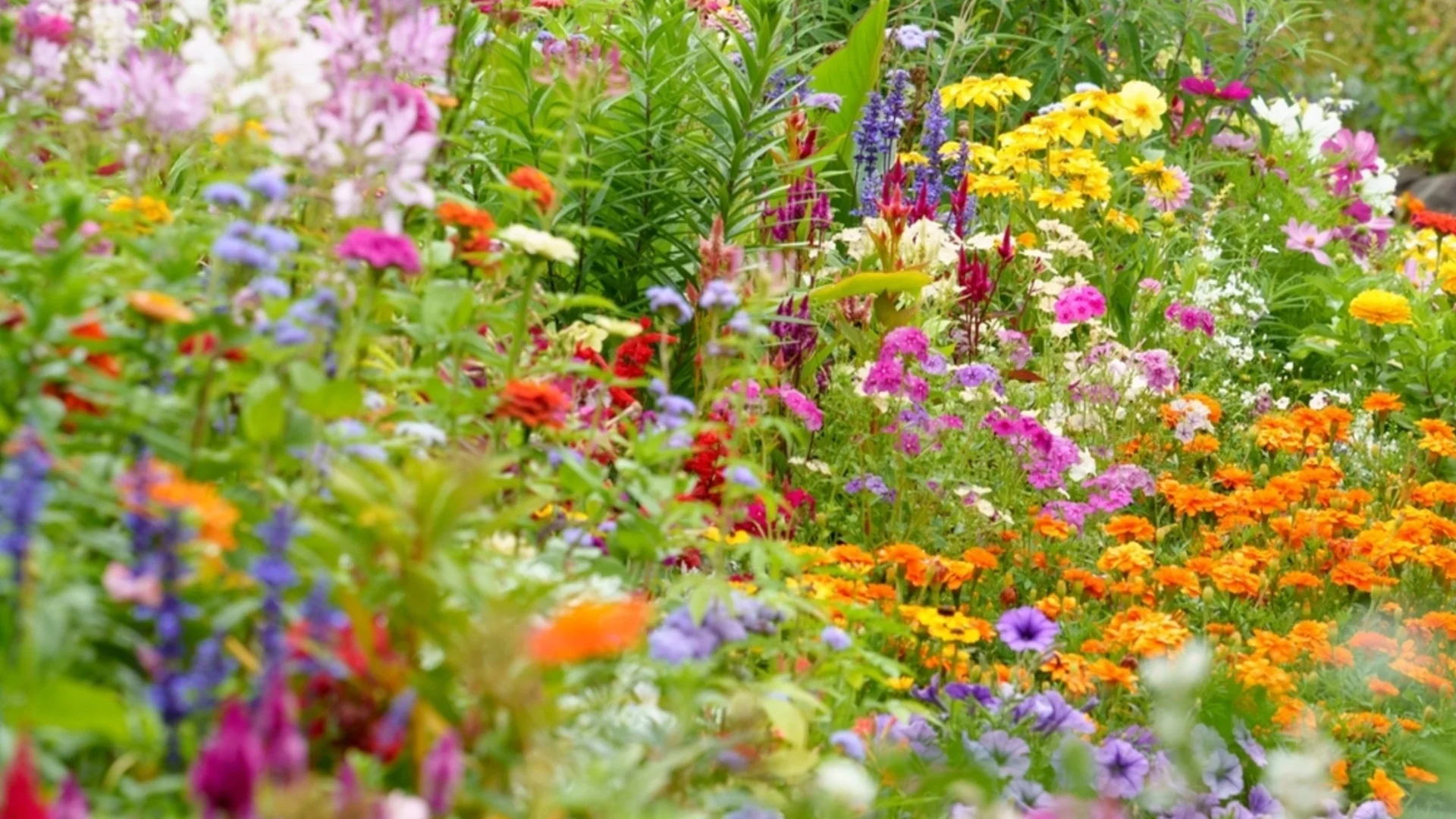 Най-добри многогодишни растения, които трябва да засадите през март