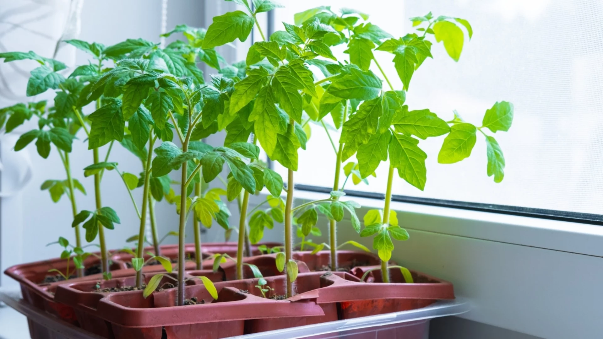 Кога е най-добре да засадите разсад домати през март 2026?