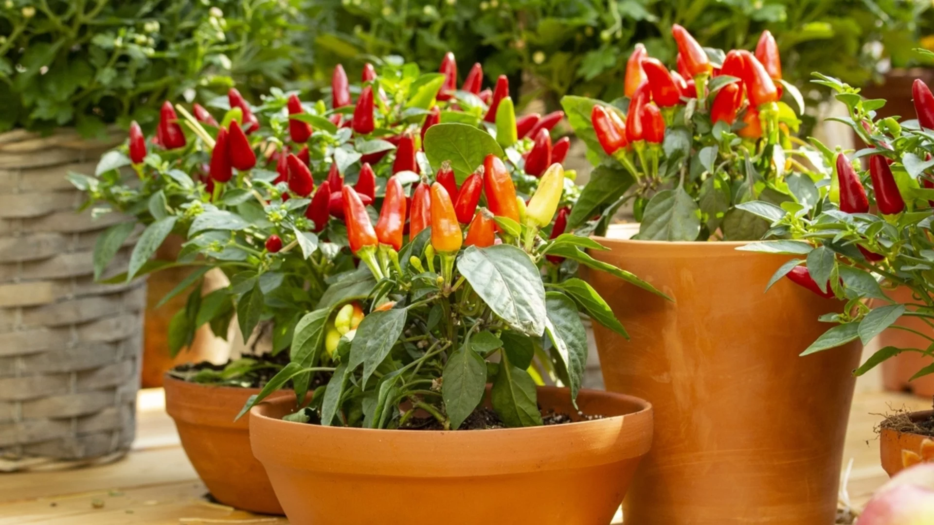 Бързорастящи зеленчуци, които да започнете в саксии този март за ранна реколта