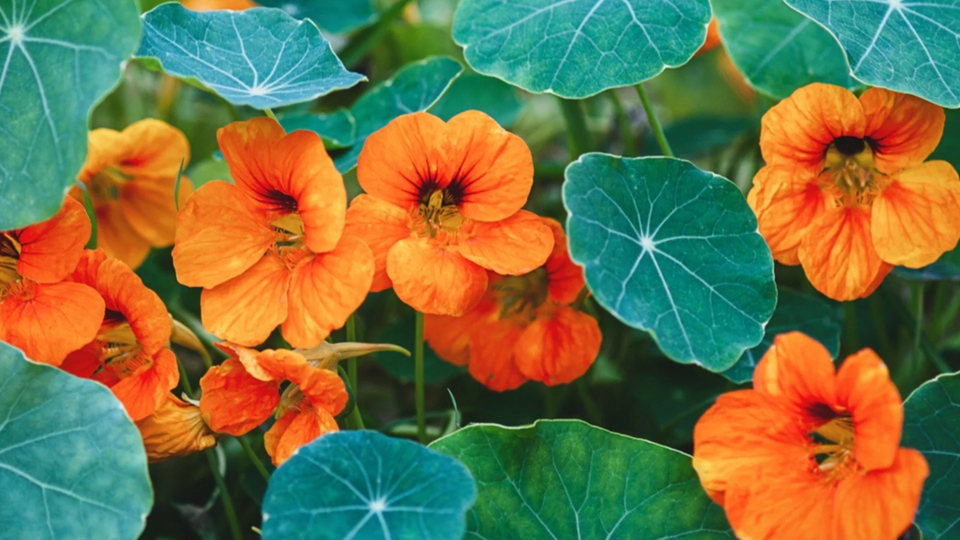 Цветята, които да засадите през март - те ще красят градината ви до есента