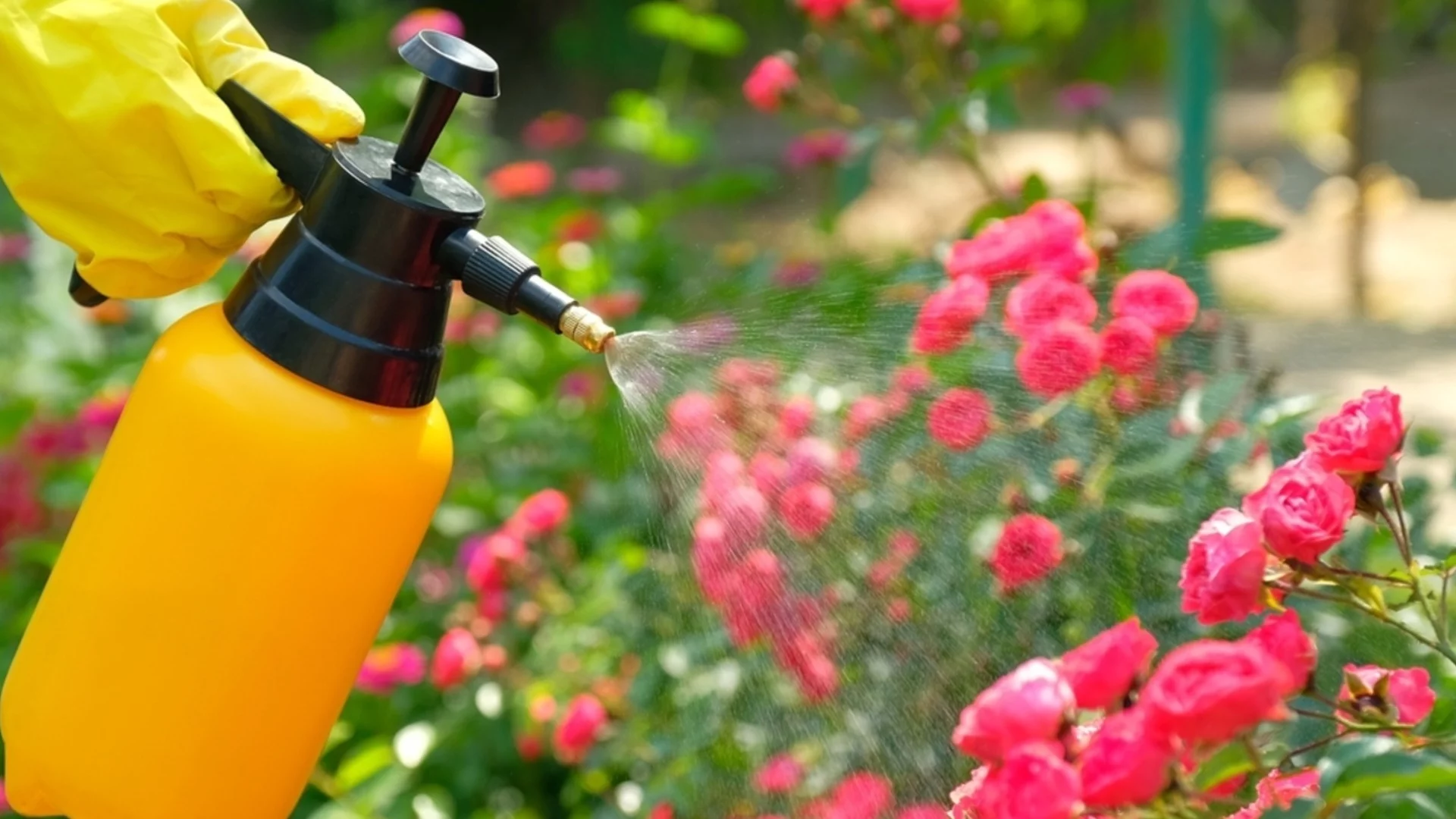 Как да наторите розите в края на зимата за по-големи пролетни цъфтежи  