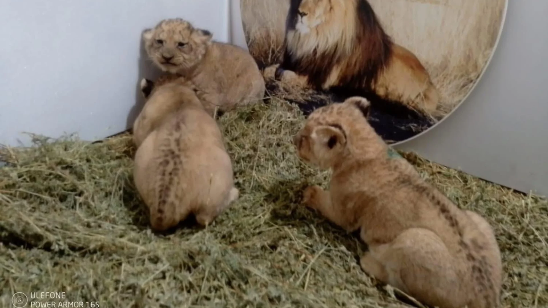 Три лъвчета се родиха в български зоопарк (СНИМКИ)