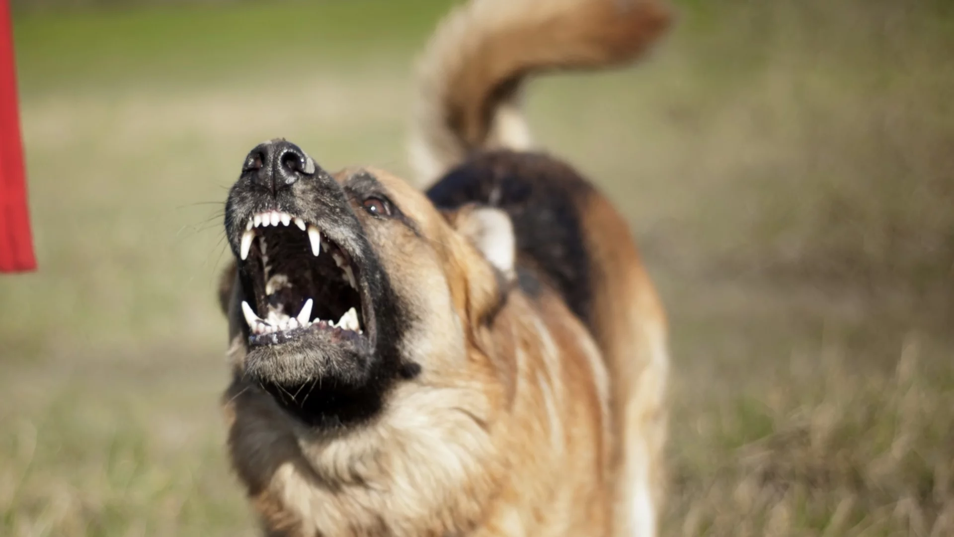 Куче нахапа дете и две жени