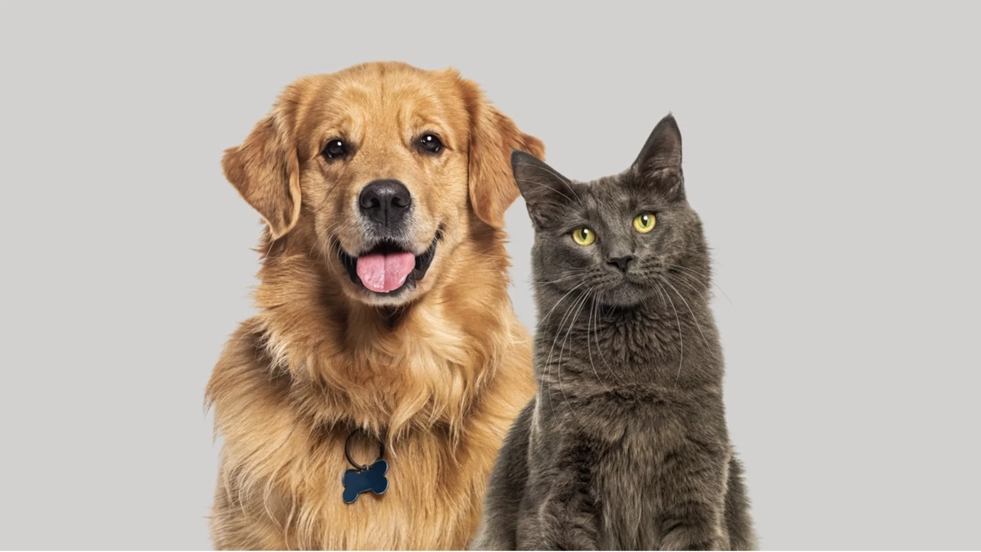 Помощници и наблюдатели: Разликите между кучетата и котките