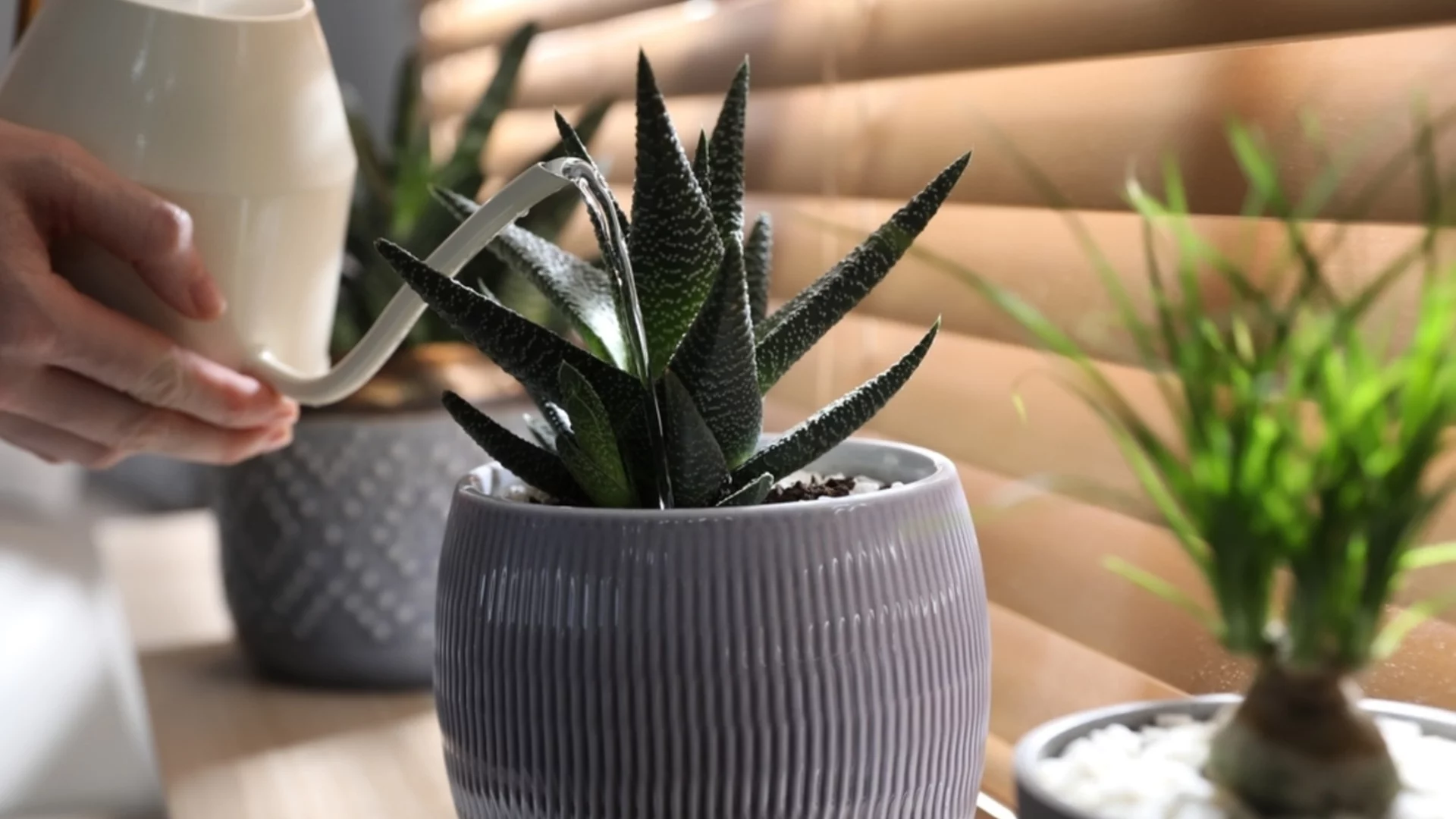 Всичко, което трябва да знаете за растението алое вера