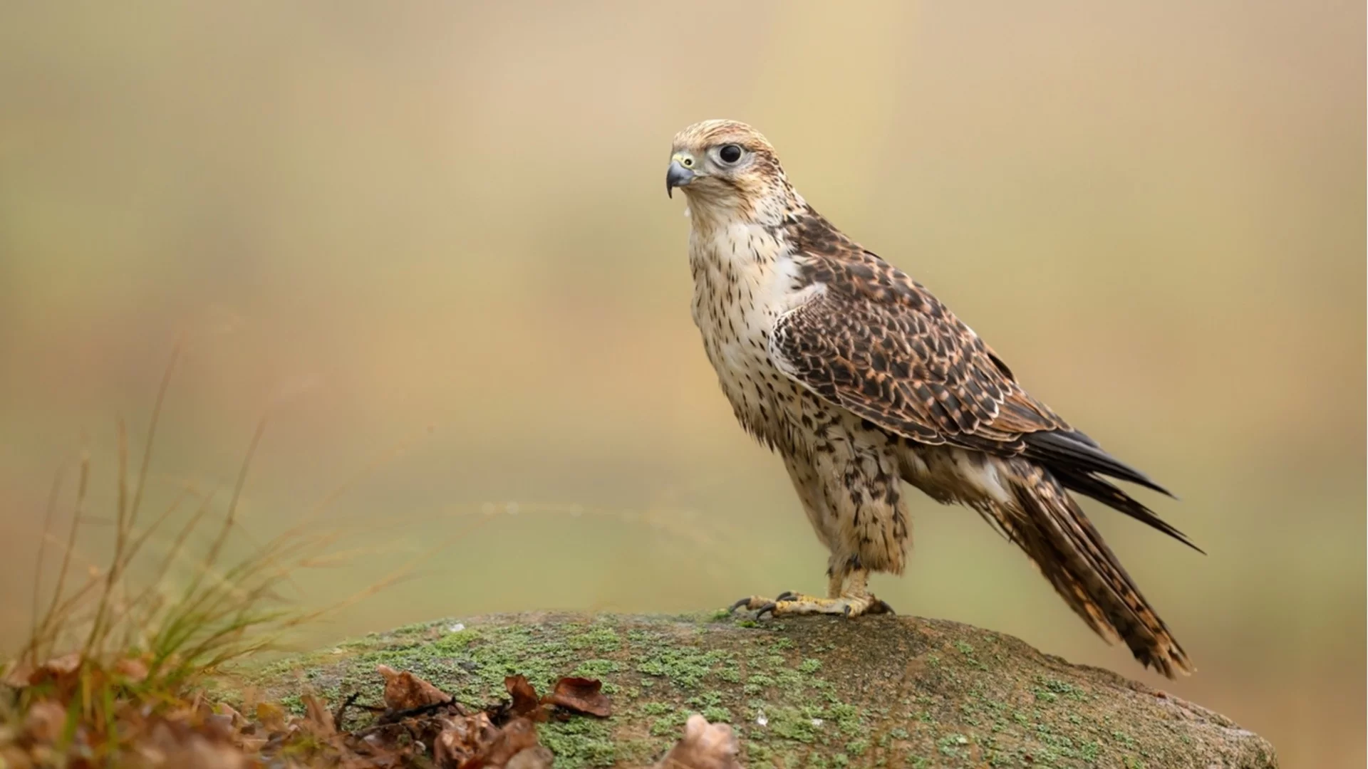 Критично застрашени птици в България успешно се размножават (СНИМКА)