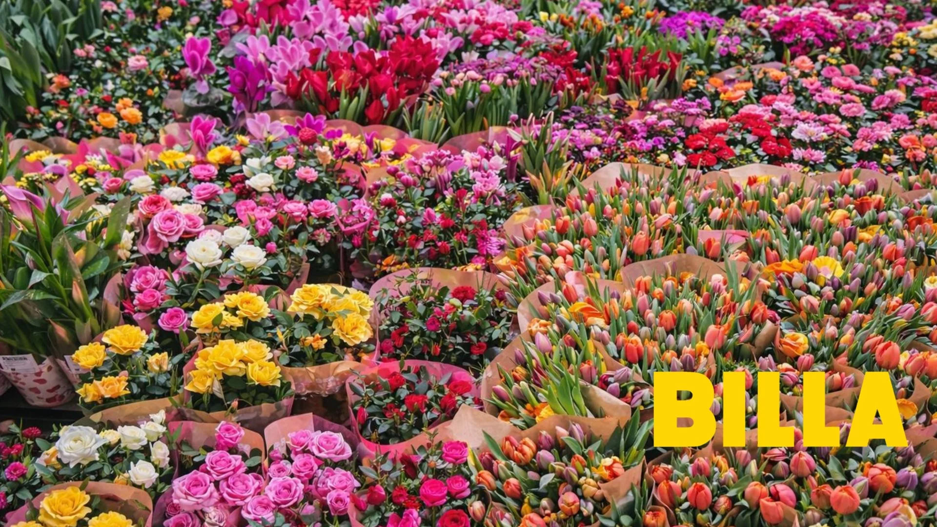 Изобилие от сезонни цветя на достъпни цени в BILLA