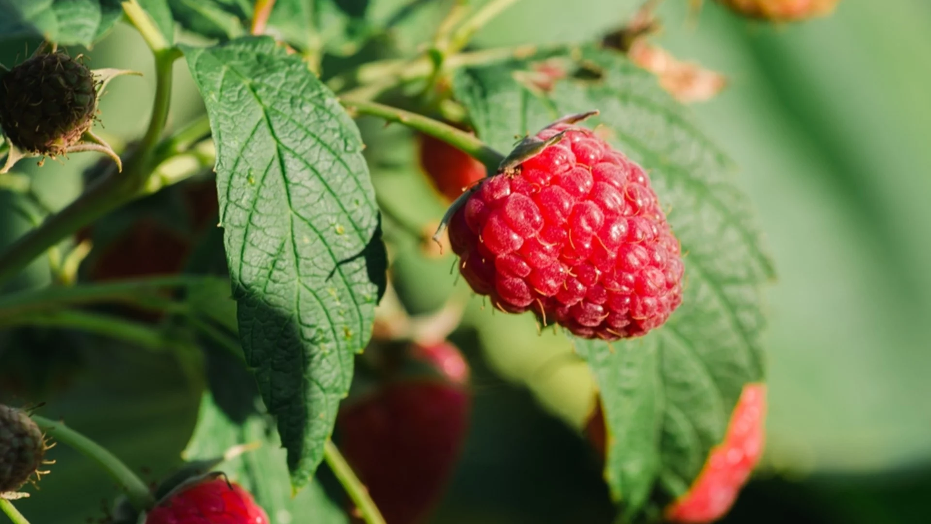 Повече малини без много усилия: Ето тази ключова стъпка прави разликата