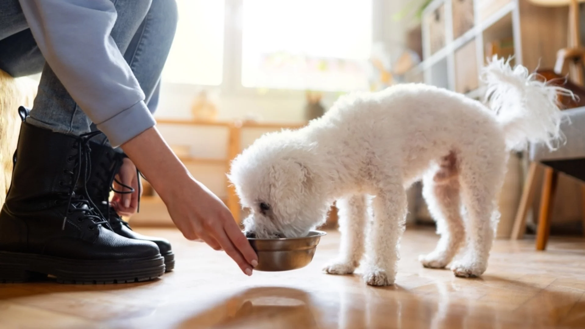Как да разберете дали вашият домашен любимец пие достатъчно вода
