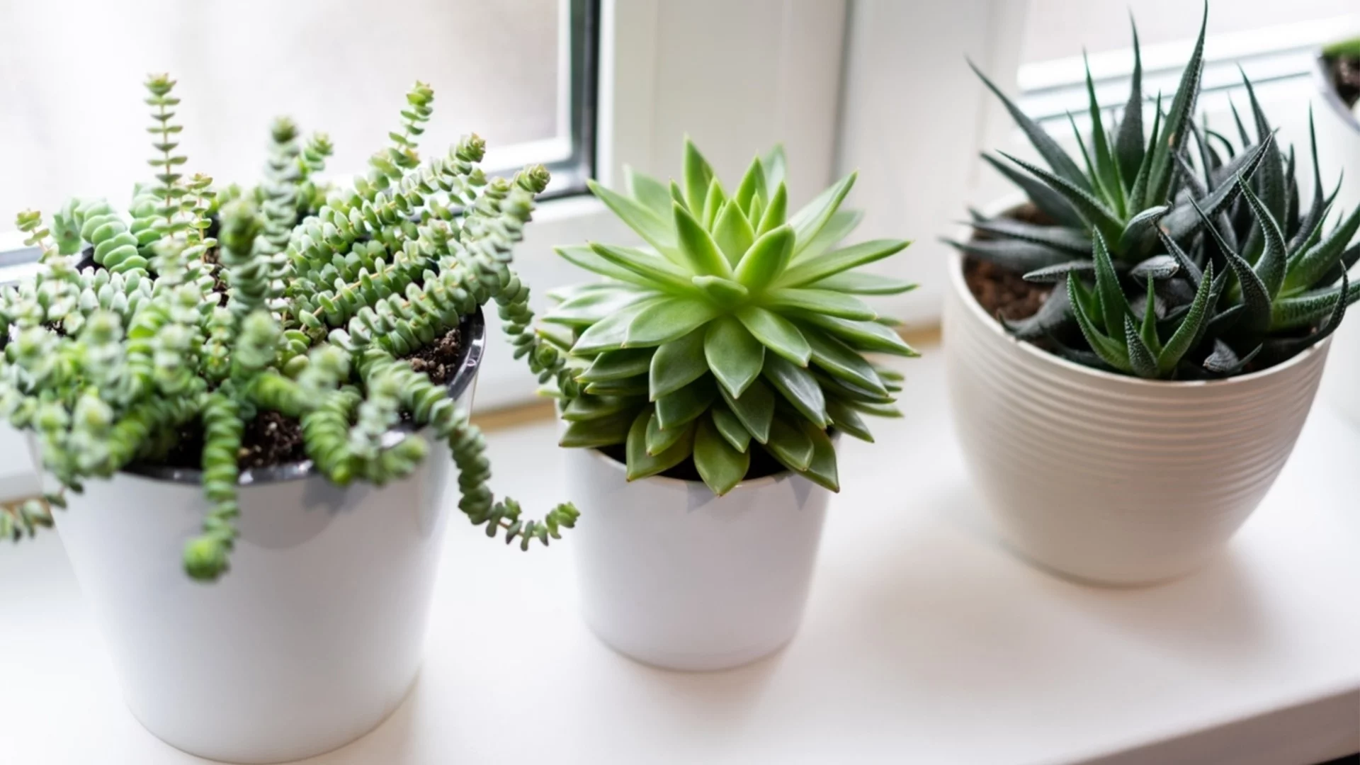 Колко често трябва да поливате сукулентите