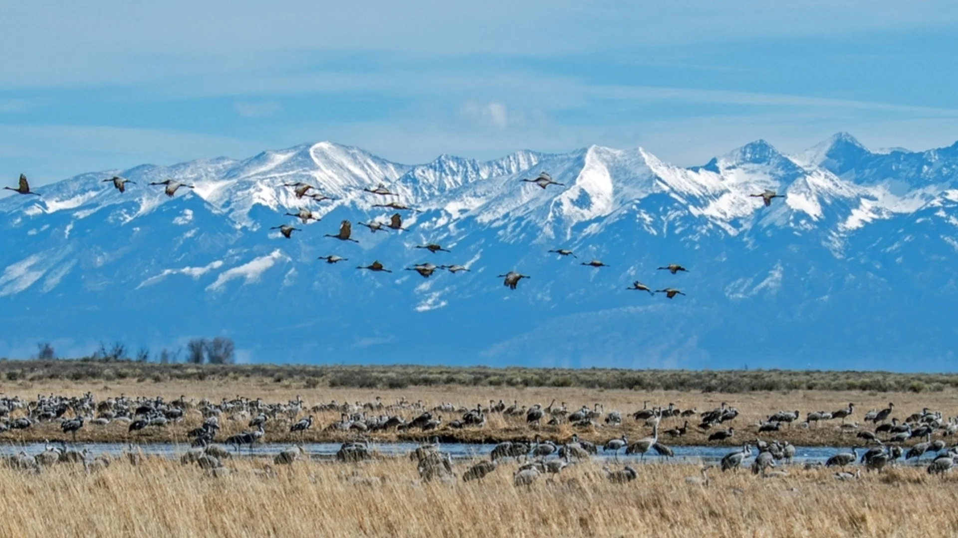 Заплаха за природата: Мигриращите животни са пред масово изчезване