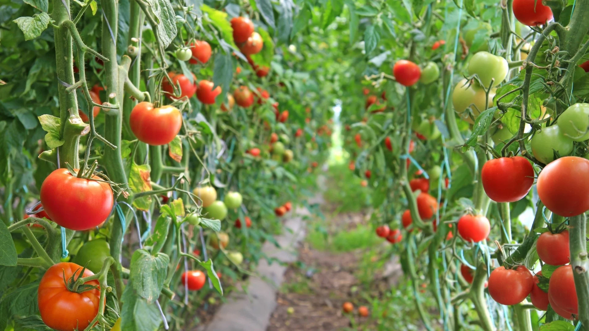 Как да отгледаме здрав разсад от домати у дома