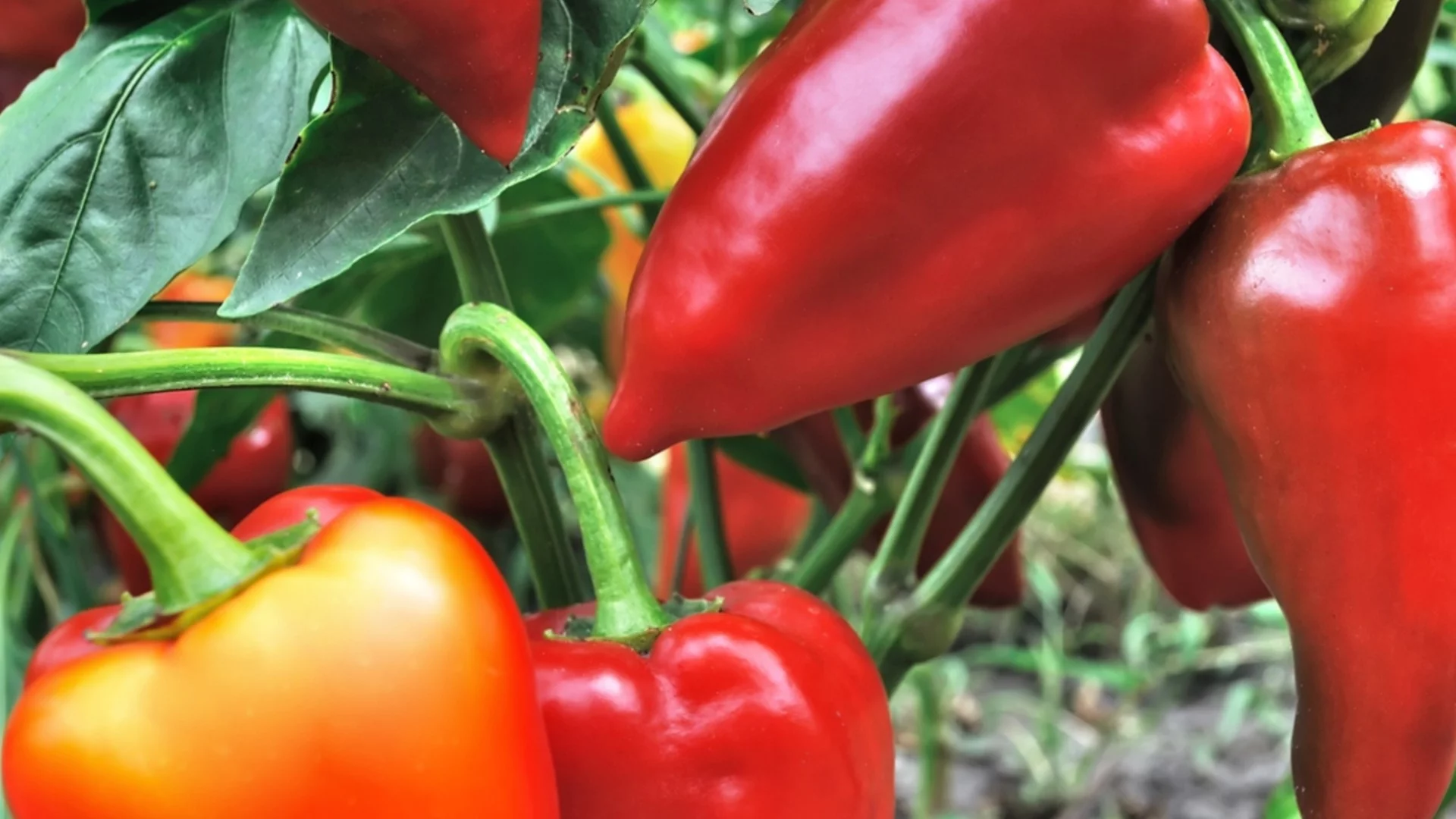 Чушките поскъпнаха с 58 процента на дребно тази седмица, портокалите и крушите поевтиняха