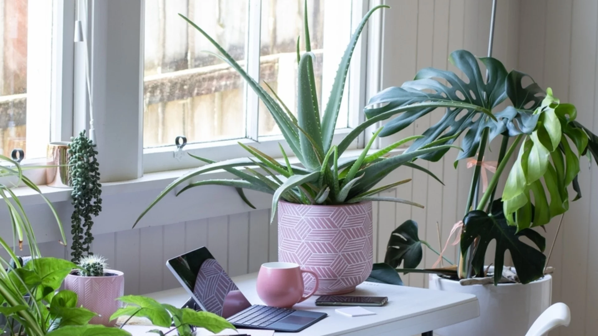 НАСА откри кои растения пречистват въздуха от токсини в дома 