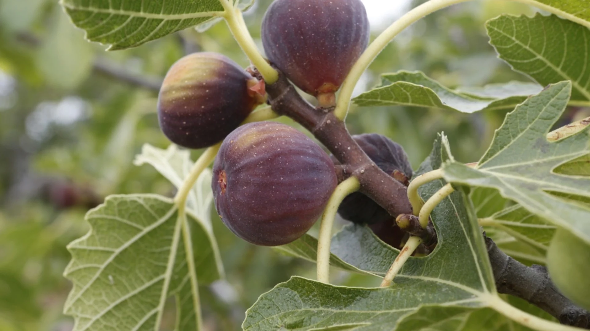 Как да пресадите правилно смокиня